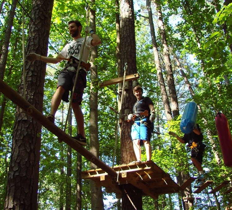 Treetop Quest