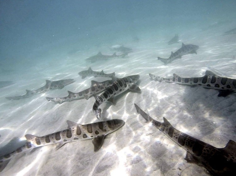 Snorkel or Swim with Leopard Sharks