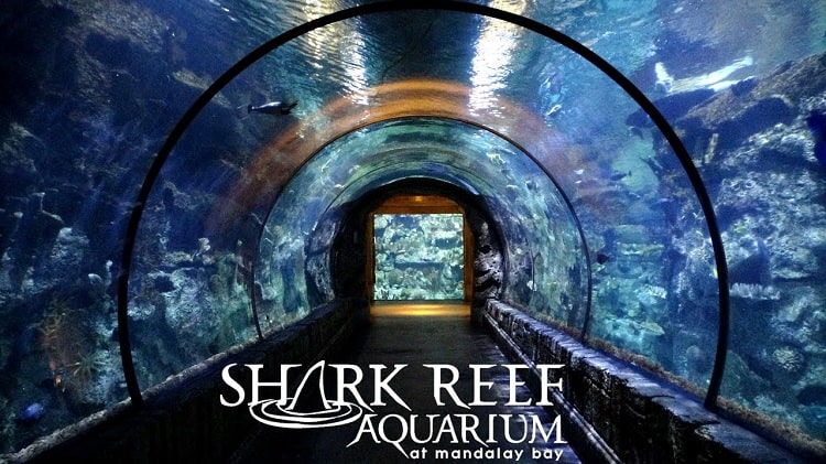 Shark Reef