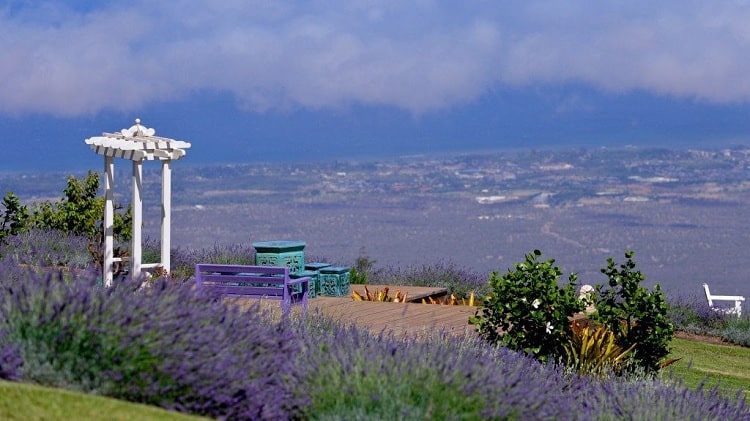 Ali'i Kula Lavender Farm