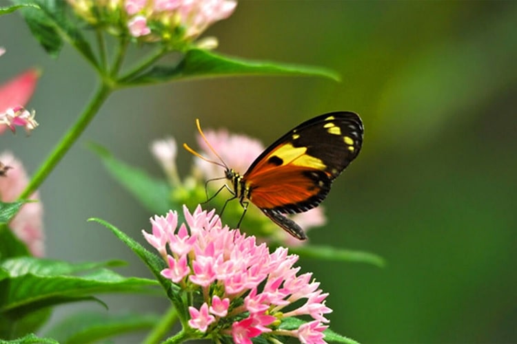 Key West Butterfly and Nature Conservatory