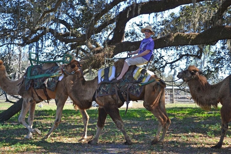 Giraffe Ranch, Dade City