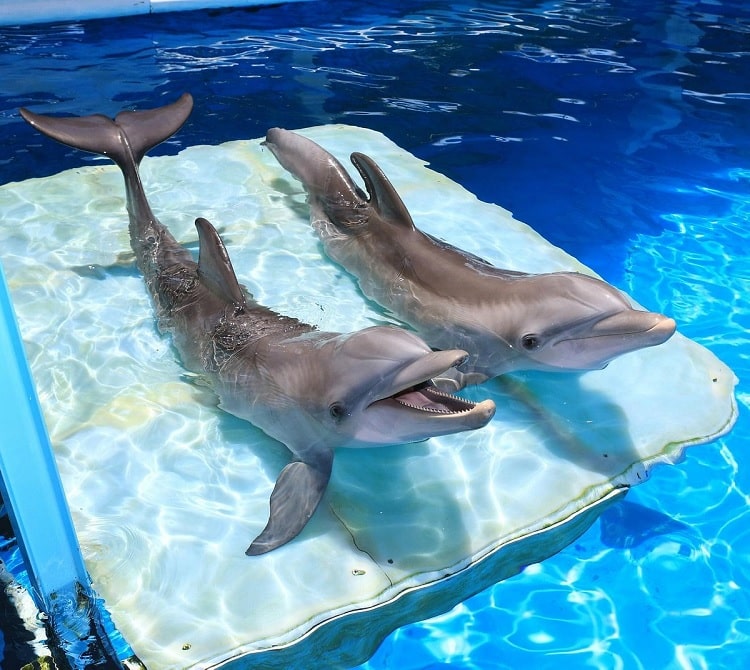 Clearwater Marine Aquarium, Clearwater