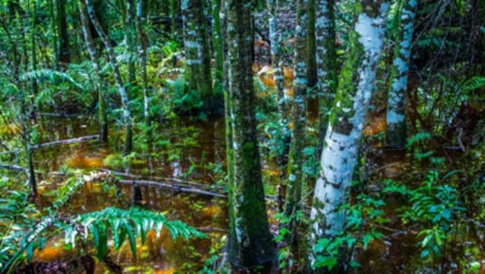 Fern Forest Nature Center