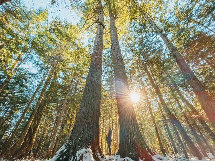 Estivant Pines Nature Sanctuary