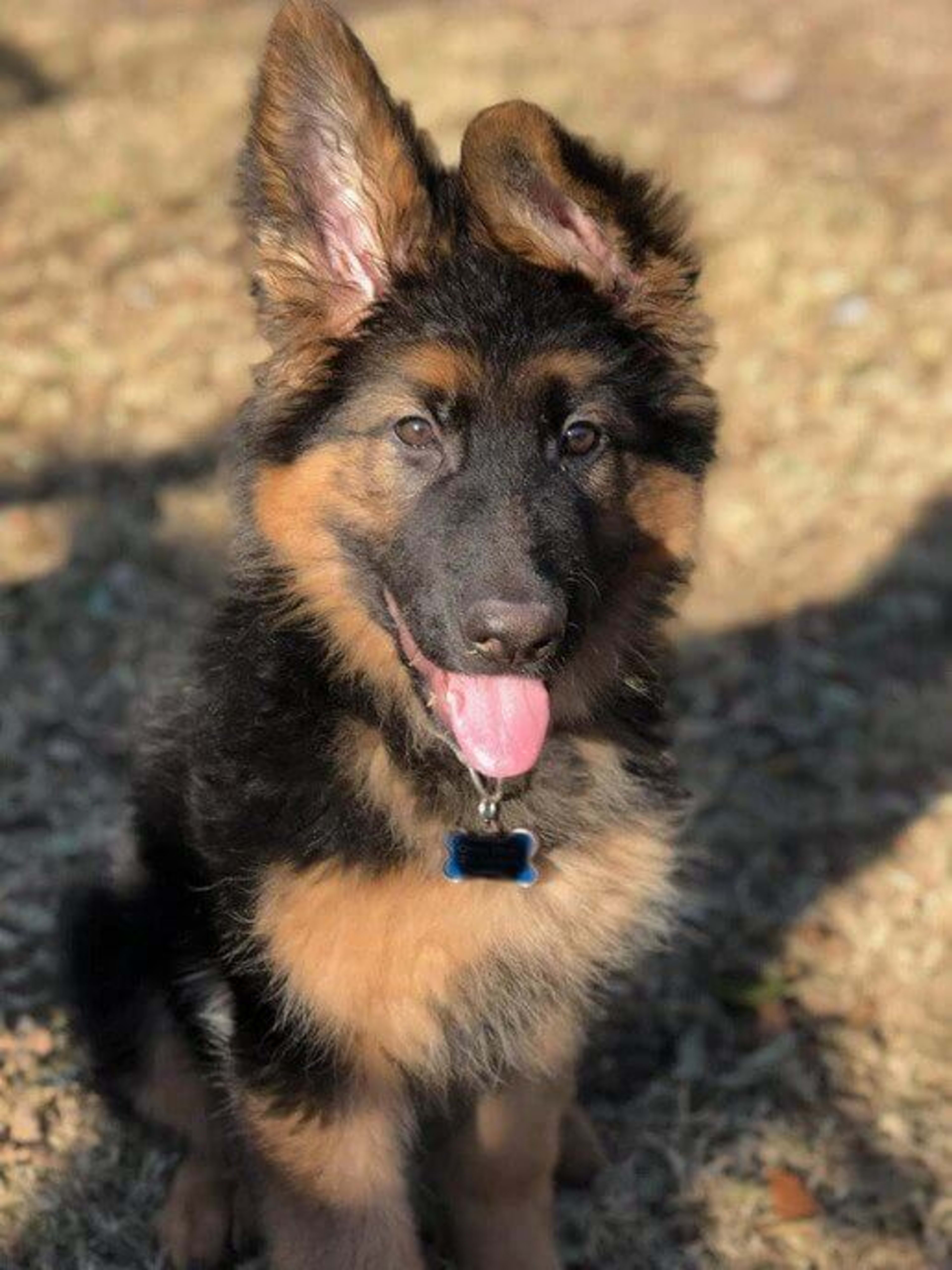 Kaiser German Shepherds — champion dogs and puppies 10