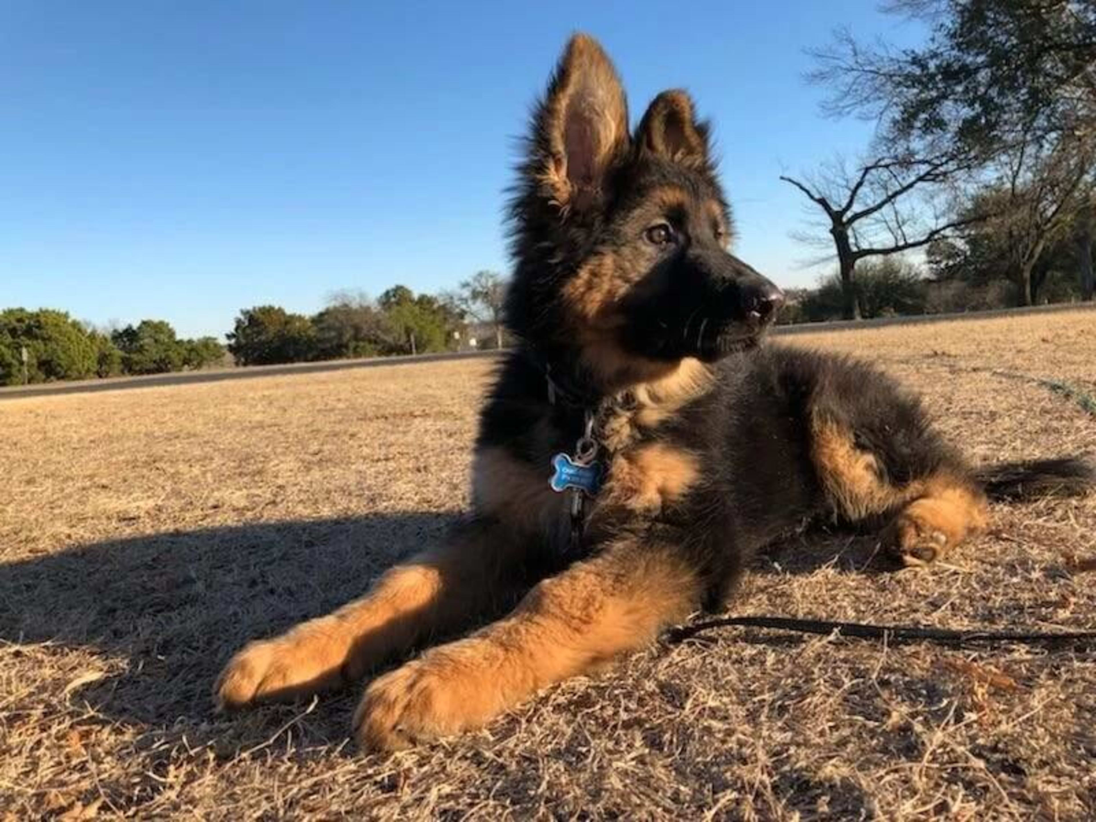 Kaiser German Shepherds — champion dogs and puppies 11
