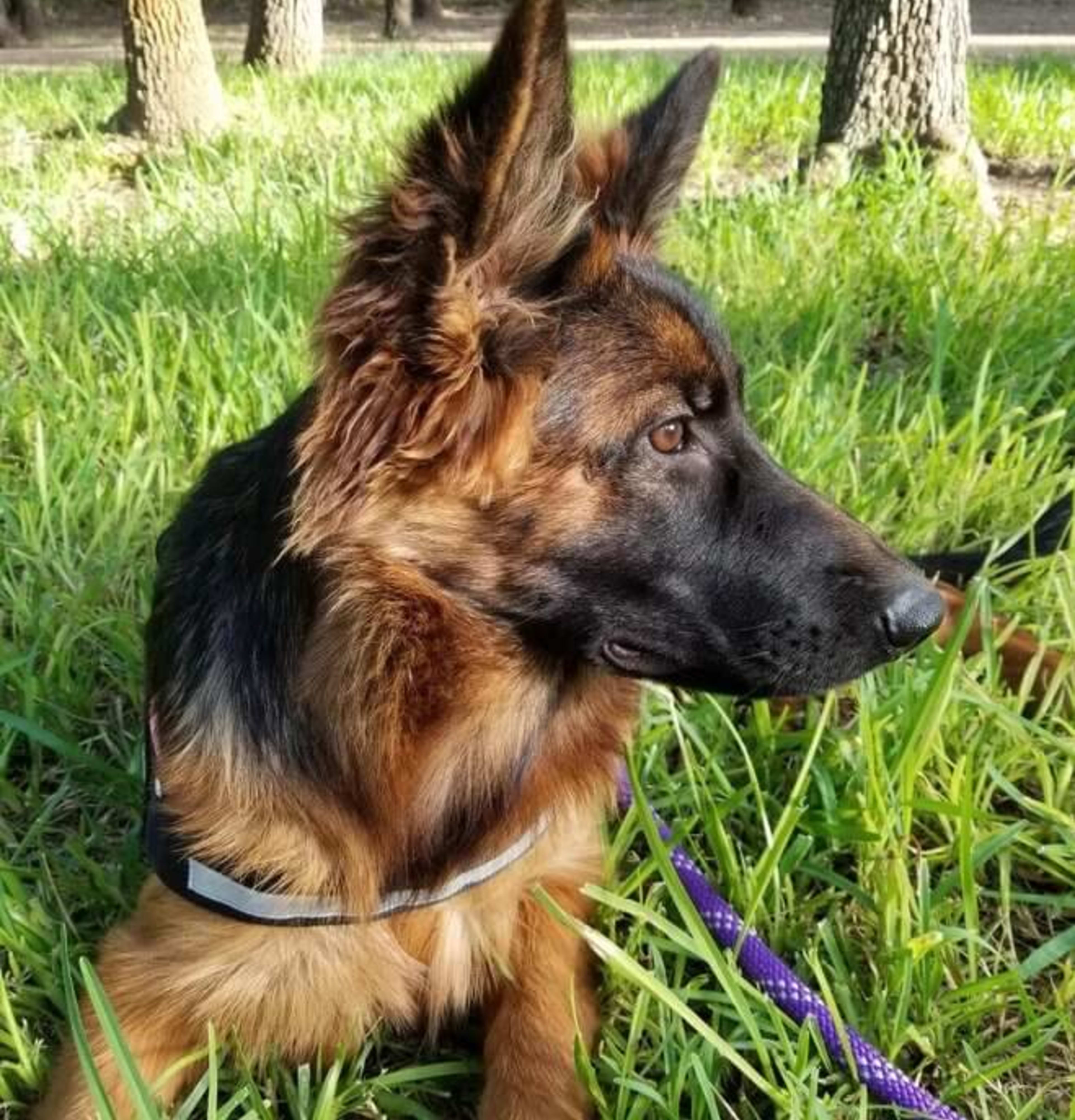 Kaiser German Shepherds — champion dogs and puppies 13