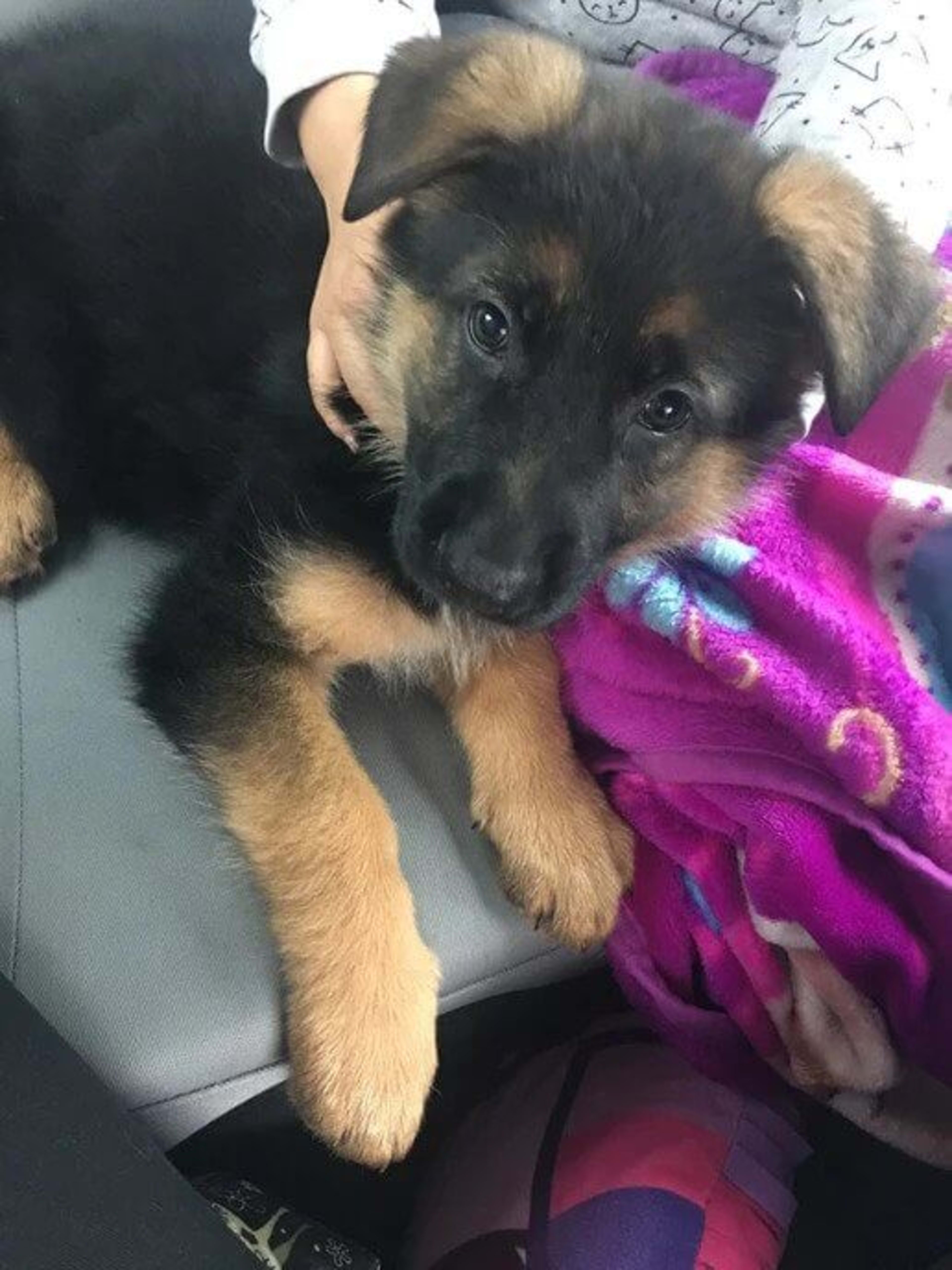 Kaiser German Shepherds — champion dogs and puppies 15