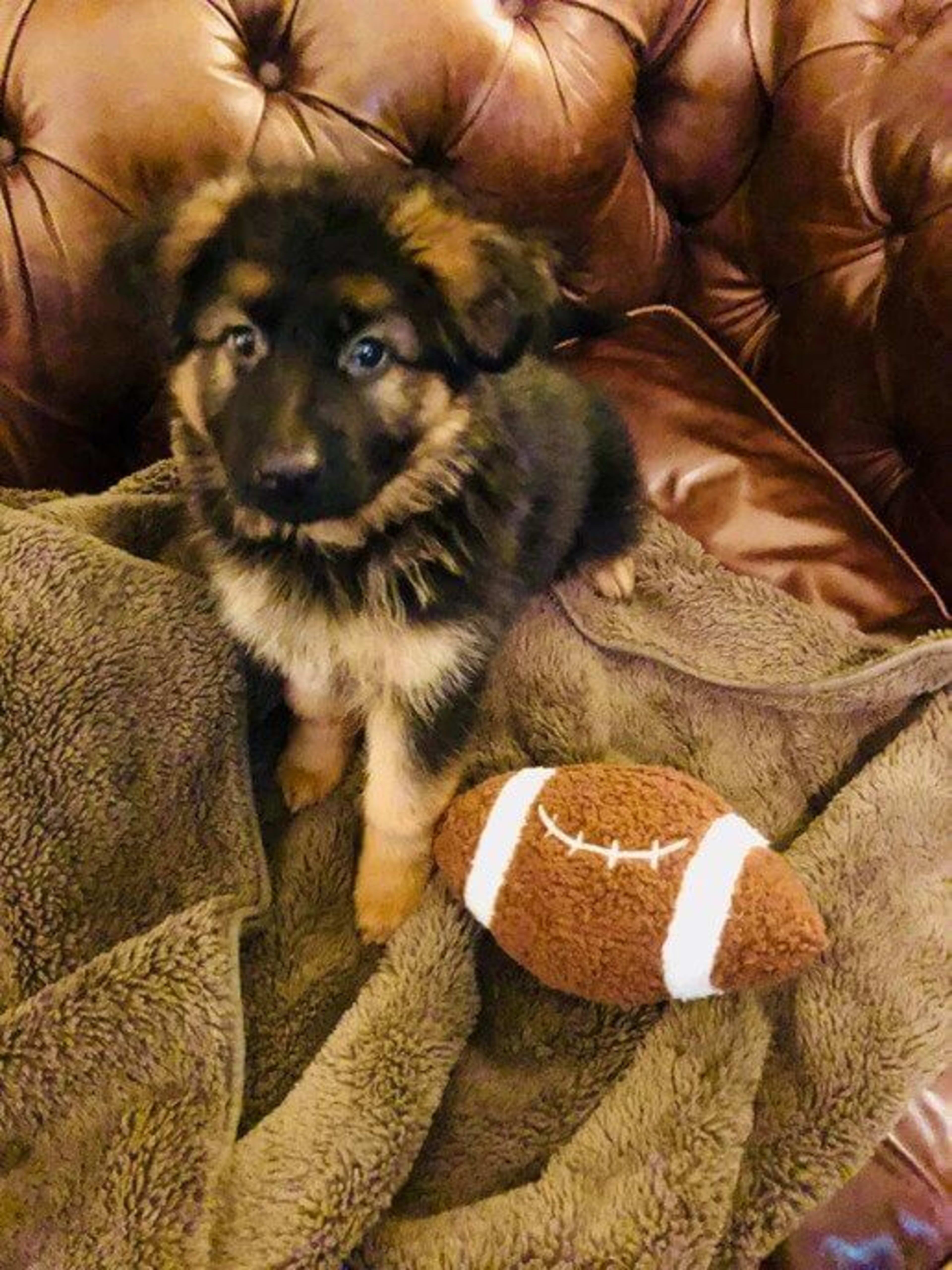 Kaiser German Shepherds — champion dogs and puppies 16