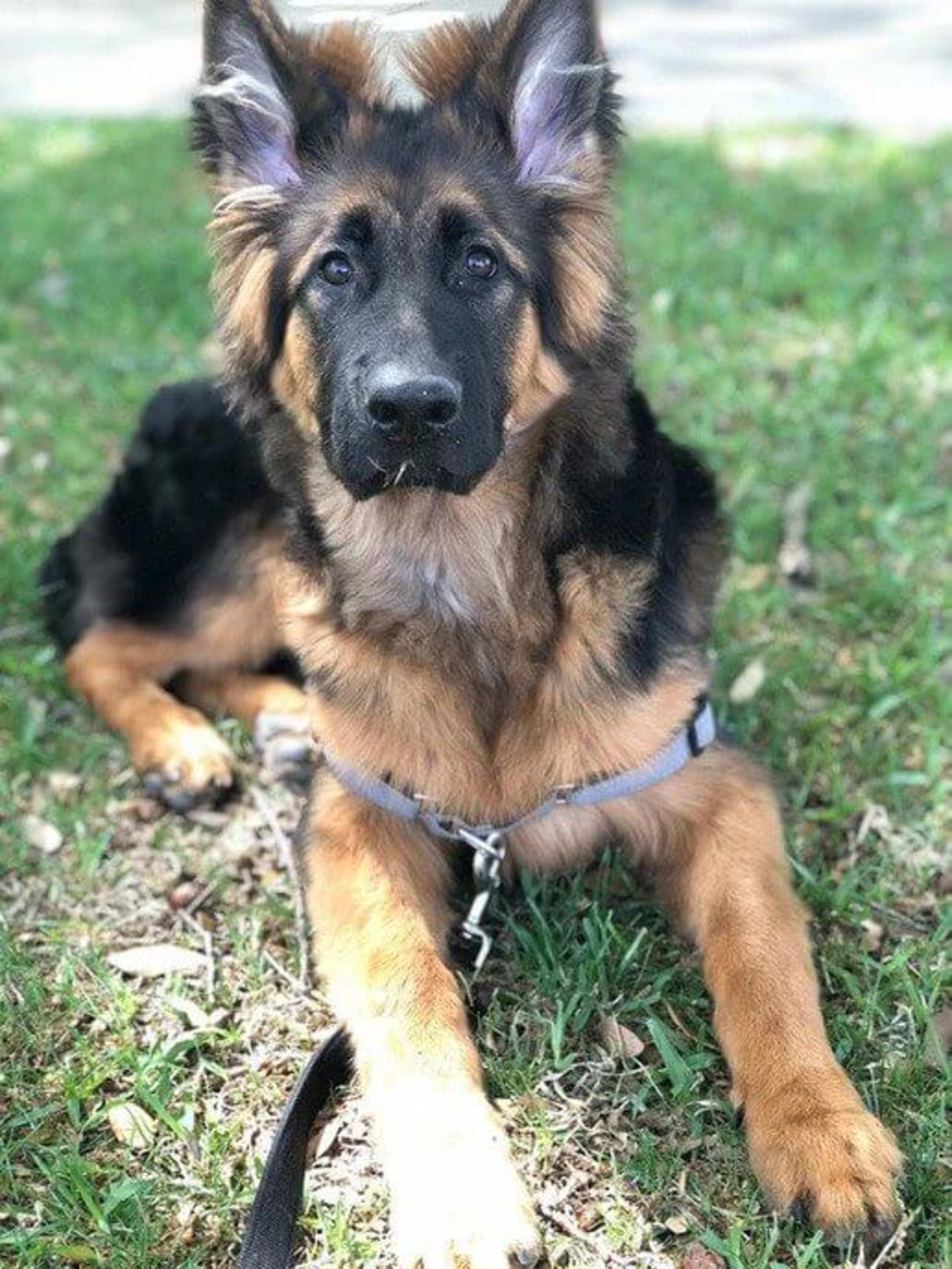 Kaiser German Shepherds — champion dogs and puppies 17