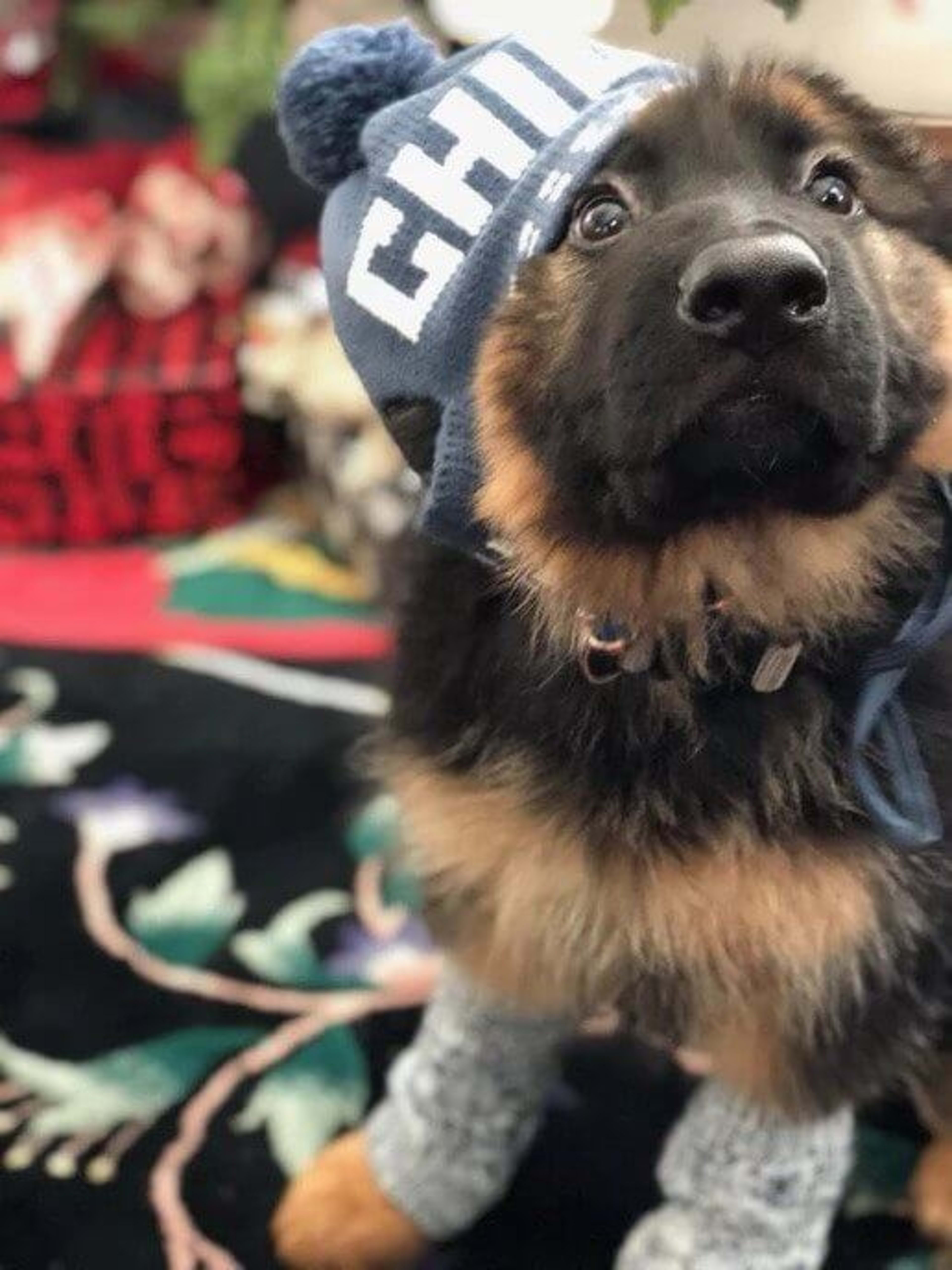 Kaiser German Shepherds — champion dogs and puppies 18