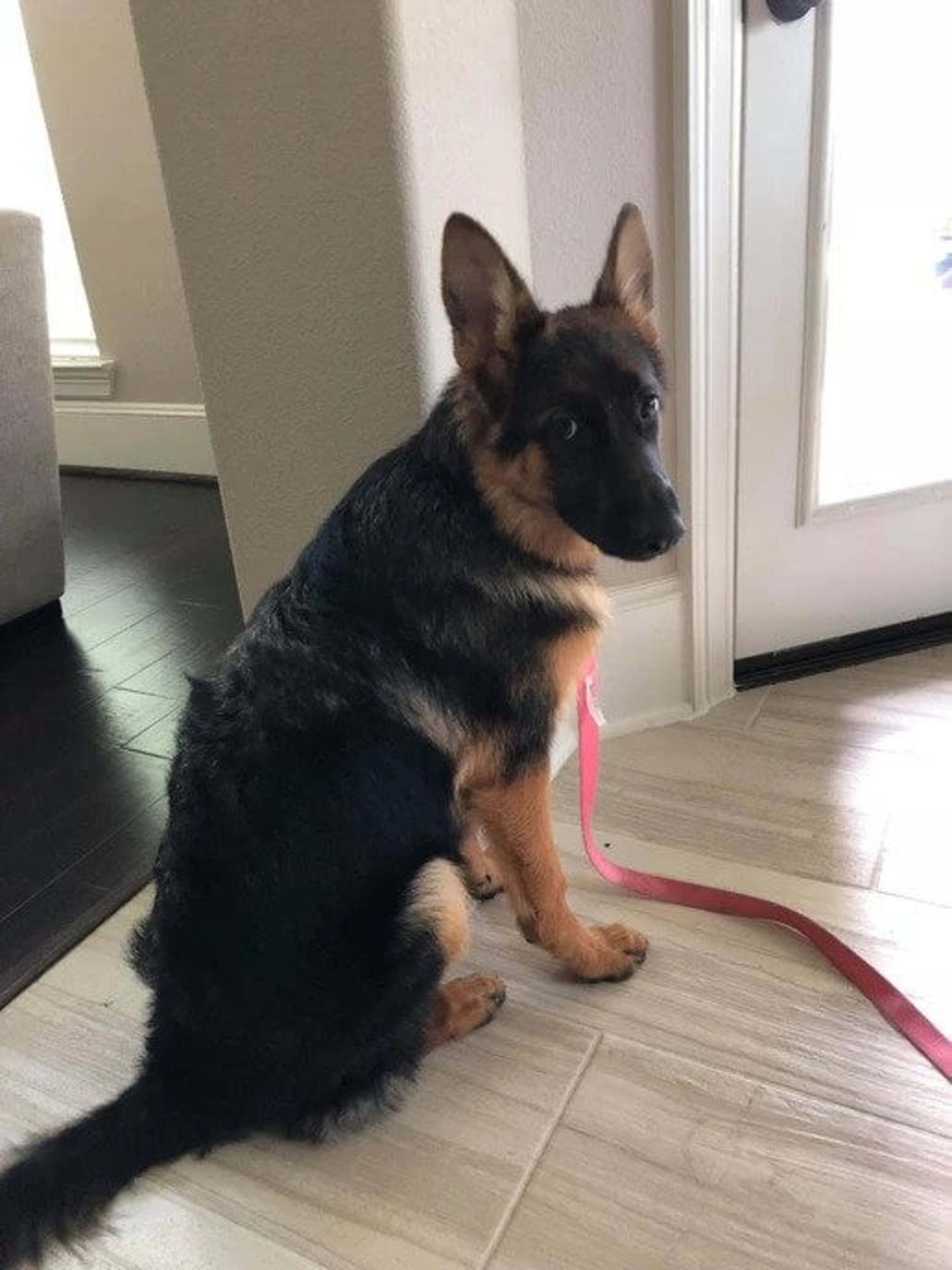 Kaiser German Shepherds — champion dogs and puppies 2