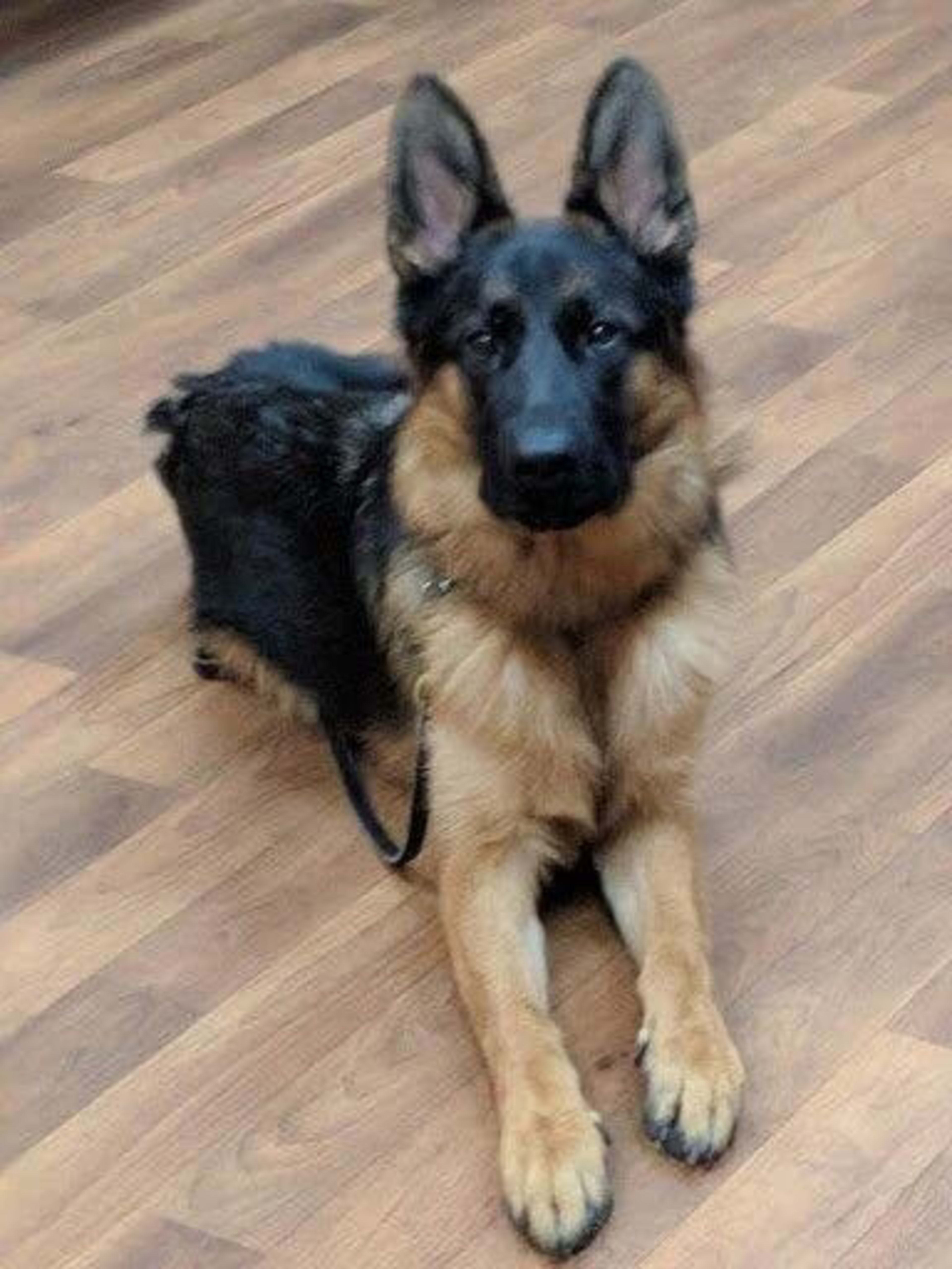 Kaiser German Shepherds — champion dogs and puppies 3