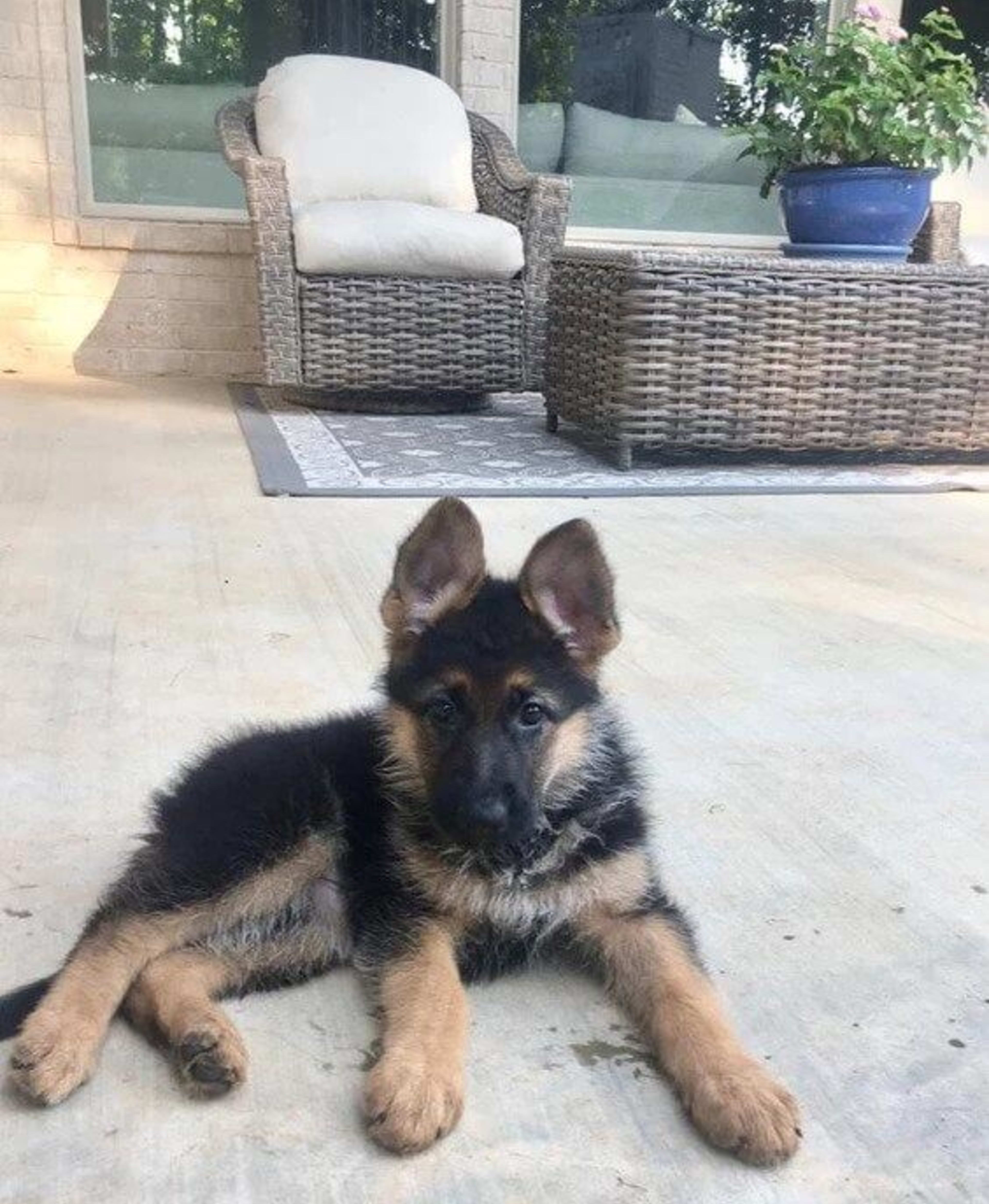 Kaiser German Shepherds — champion dogs and puppies 4