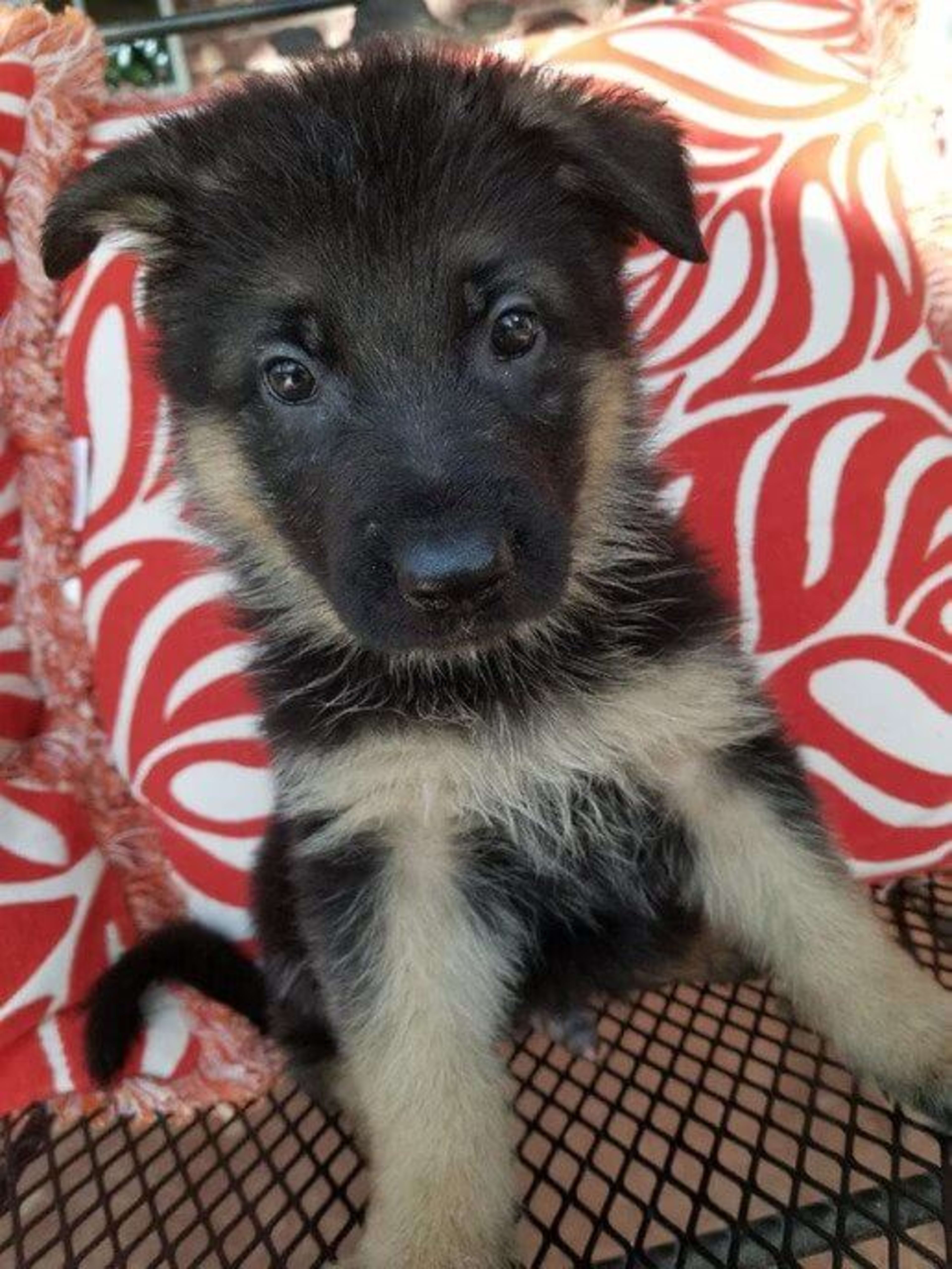 Kaiser German Shepherds — champion dogs and puppies 5