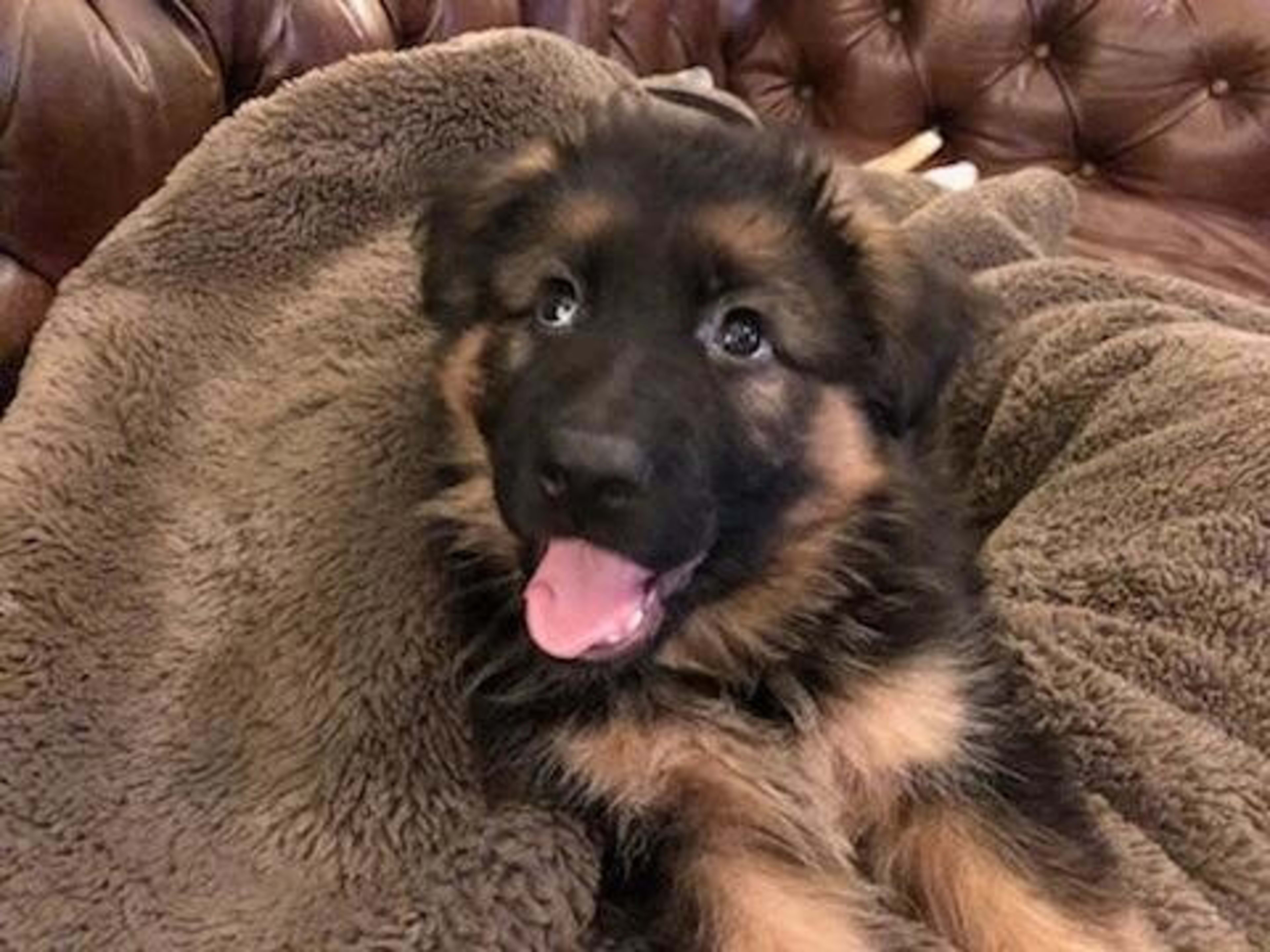 Kaiser German Shepherds — champion dogs and puppies 8