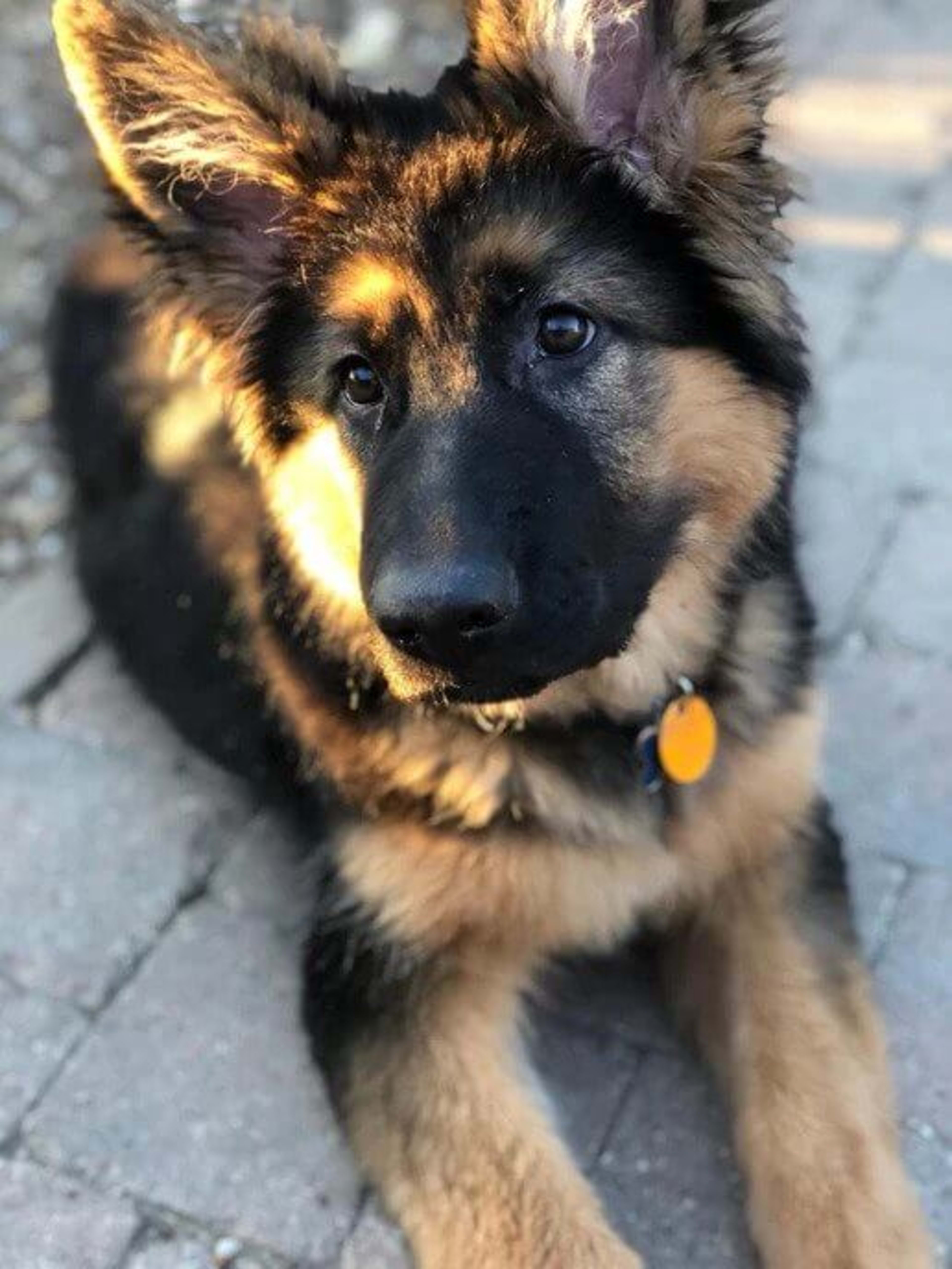 Kaiser German Shepherds — champion dogs and puppies 9