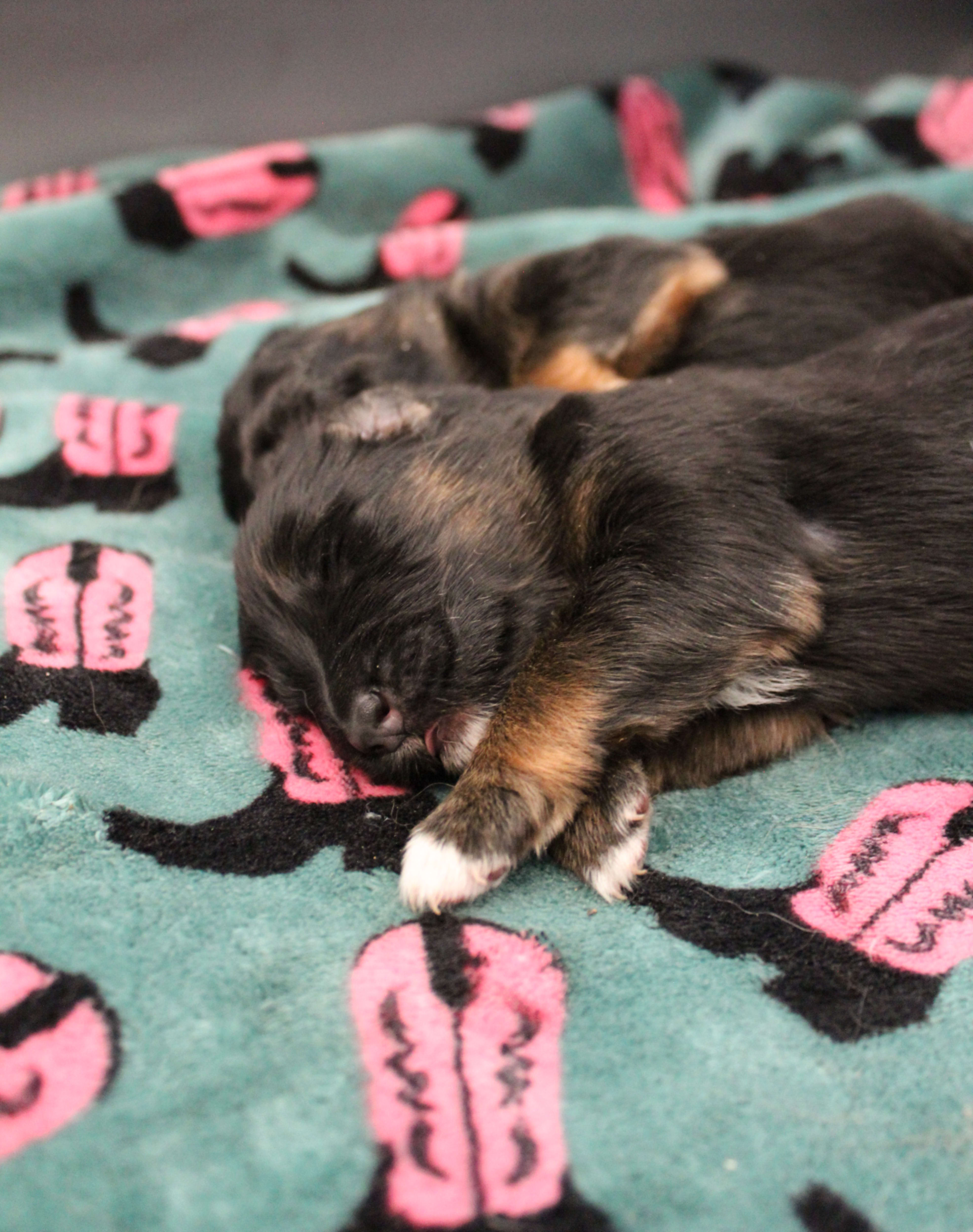 Litter photo