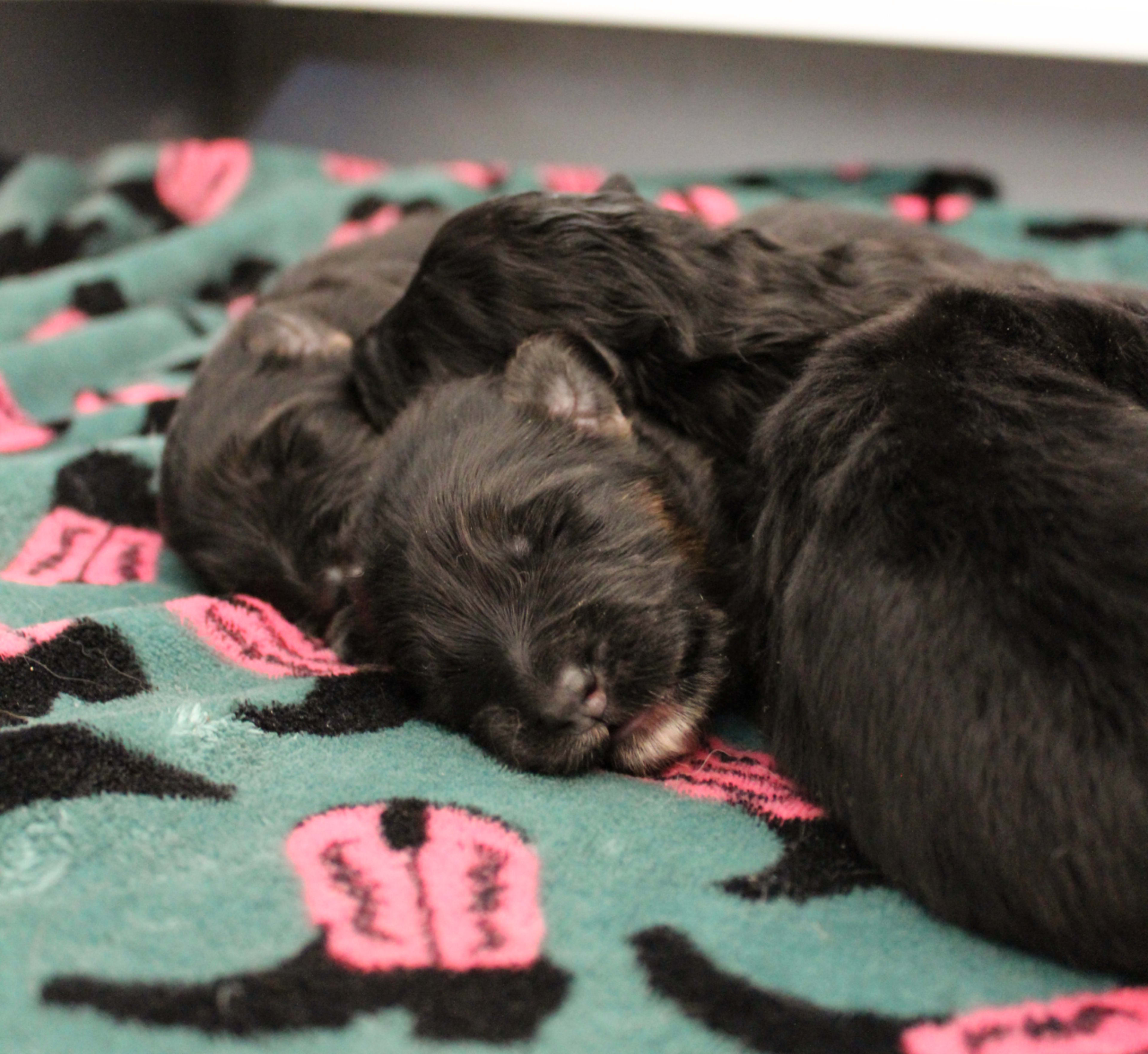 Litter photo