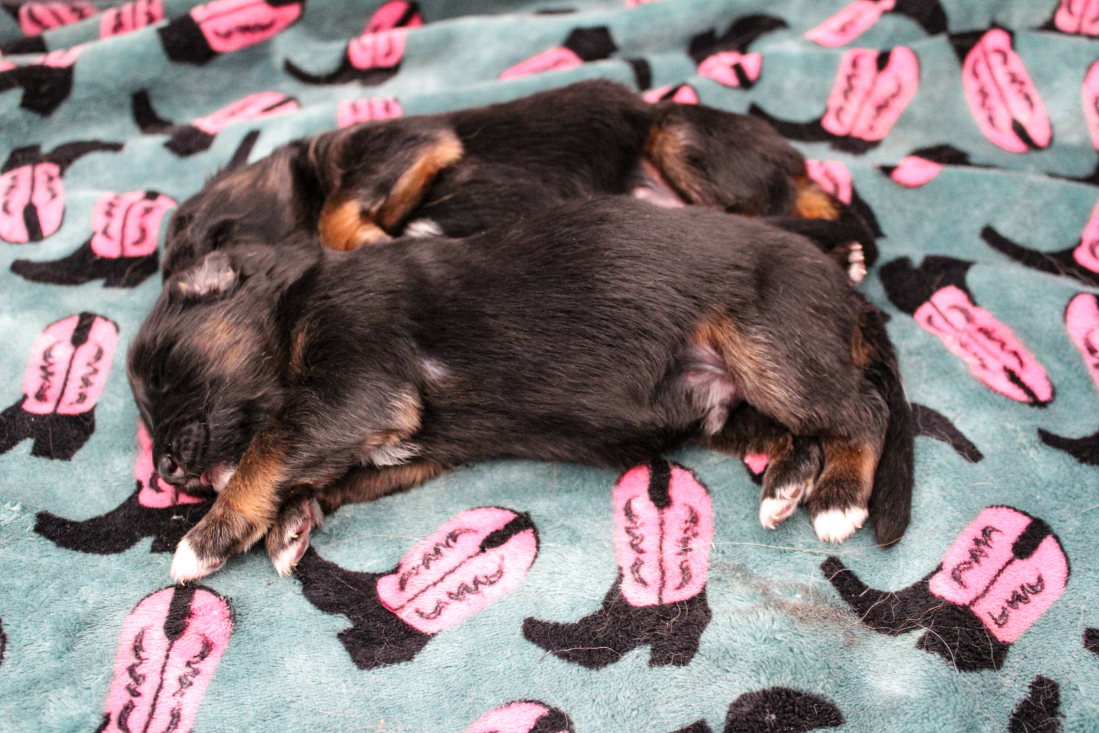 Litter photo