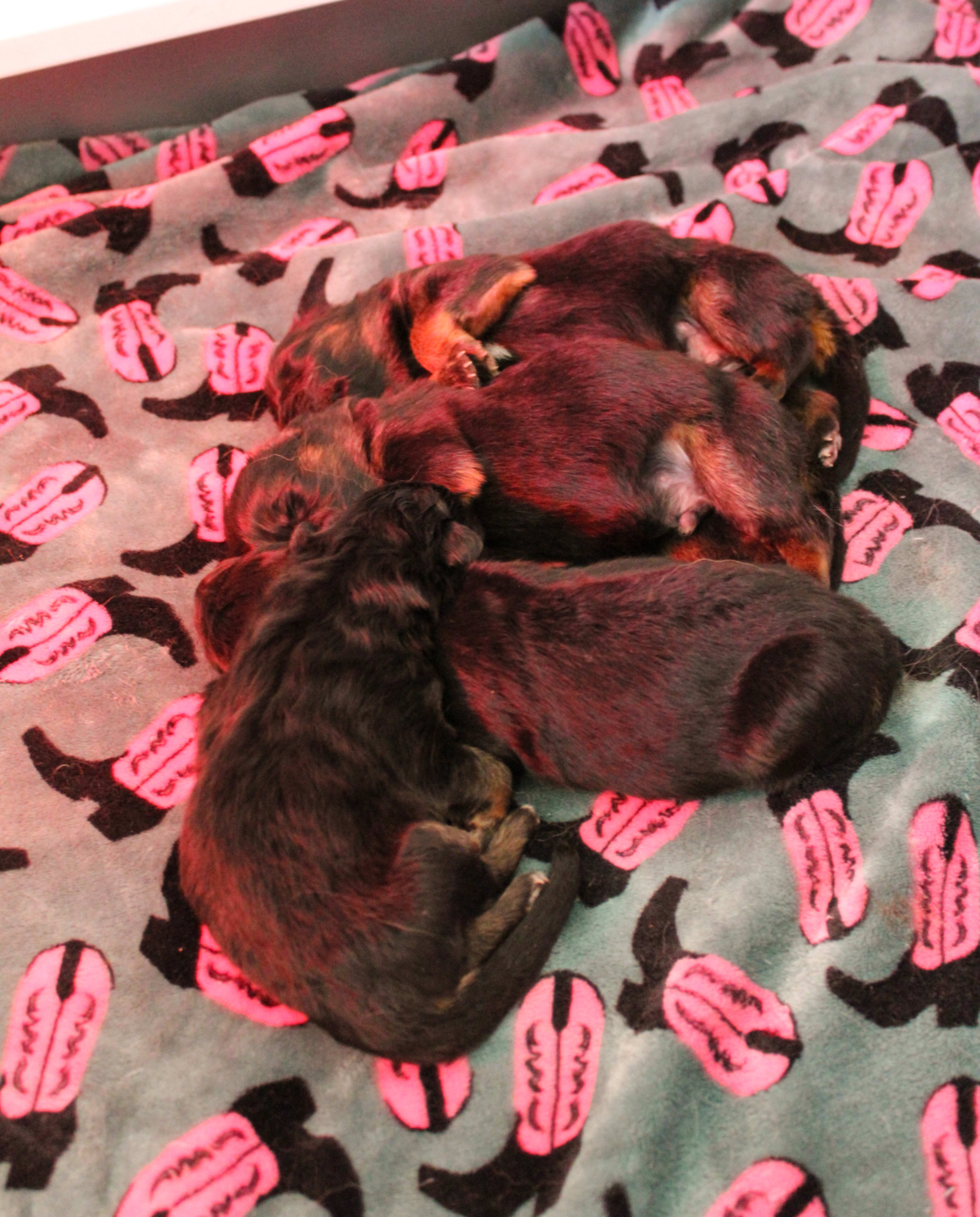 Litter photo