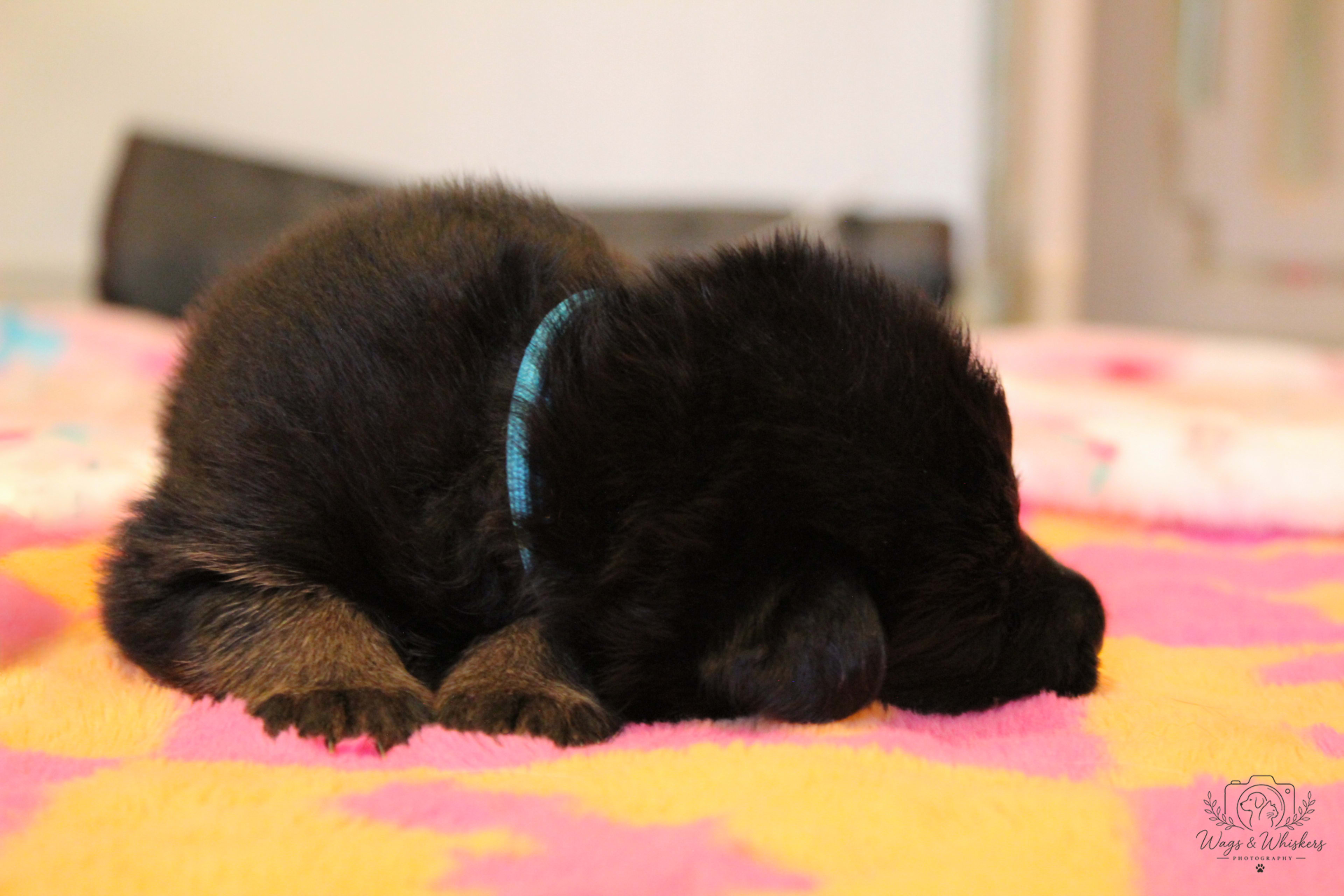 Litter photo