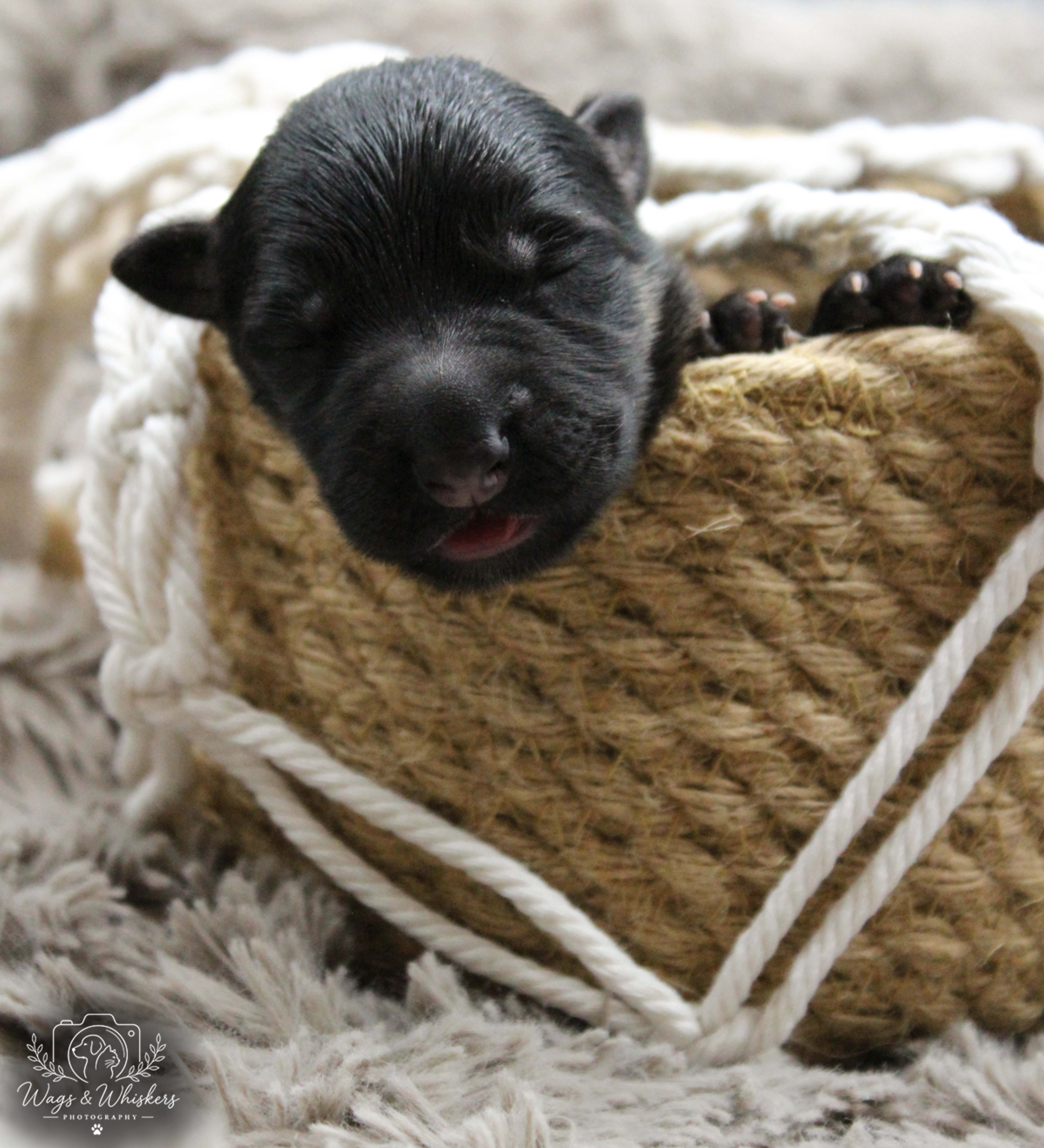 Litter photo