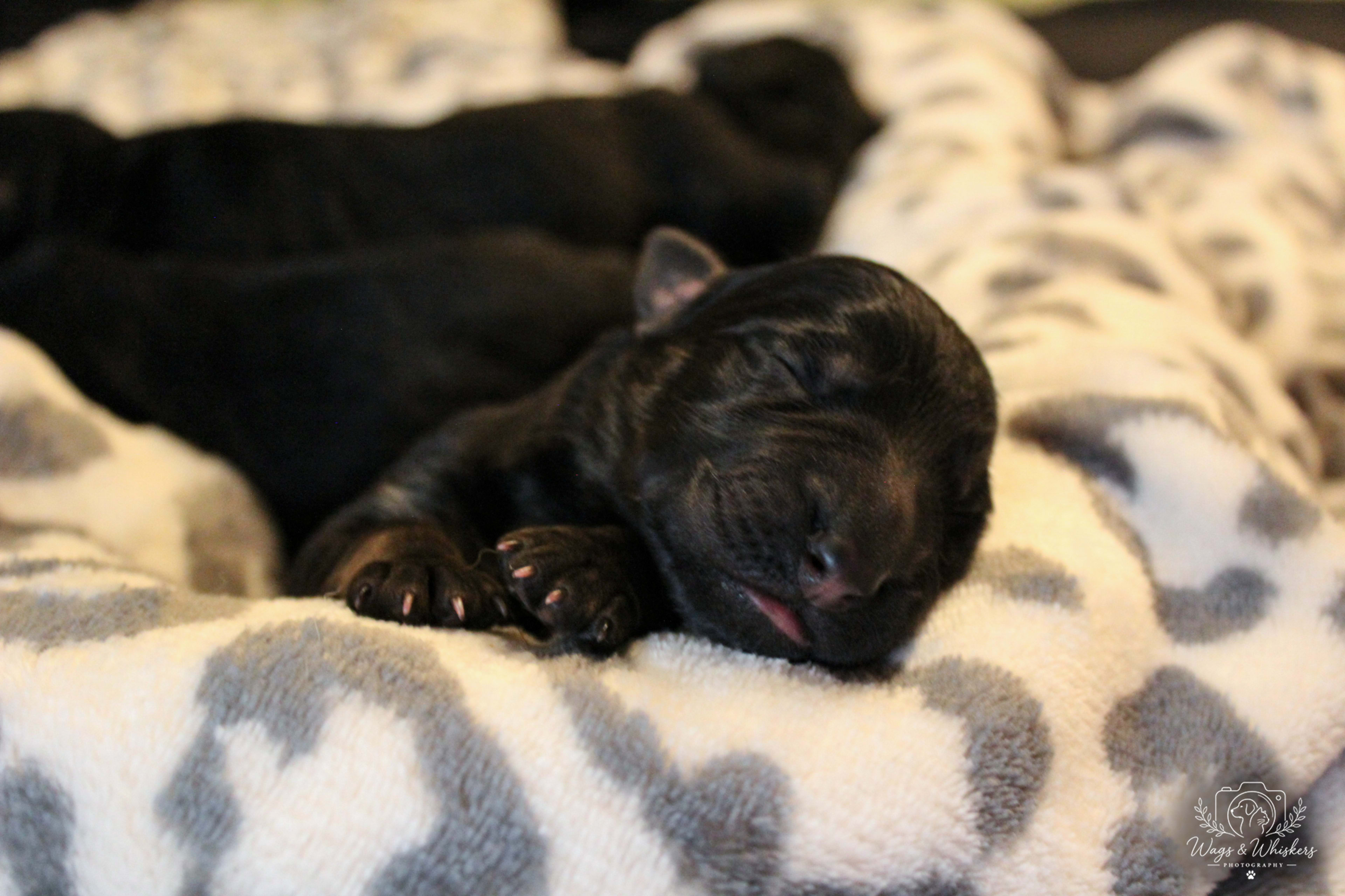 Litter photo