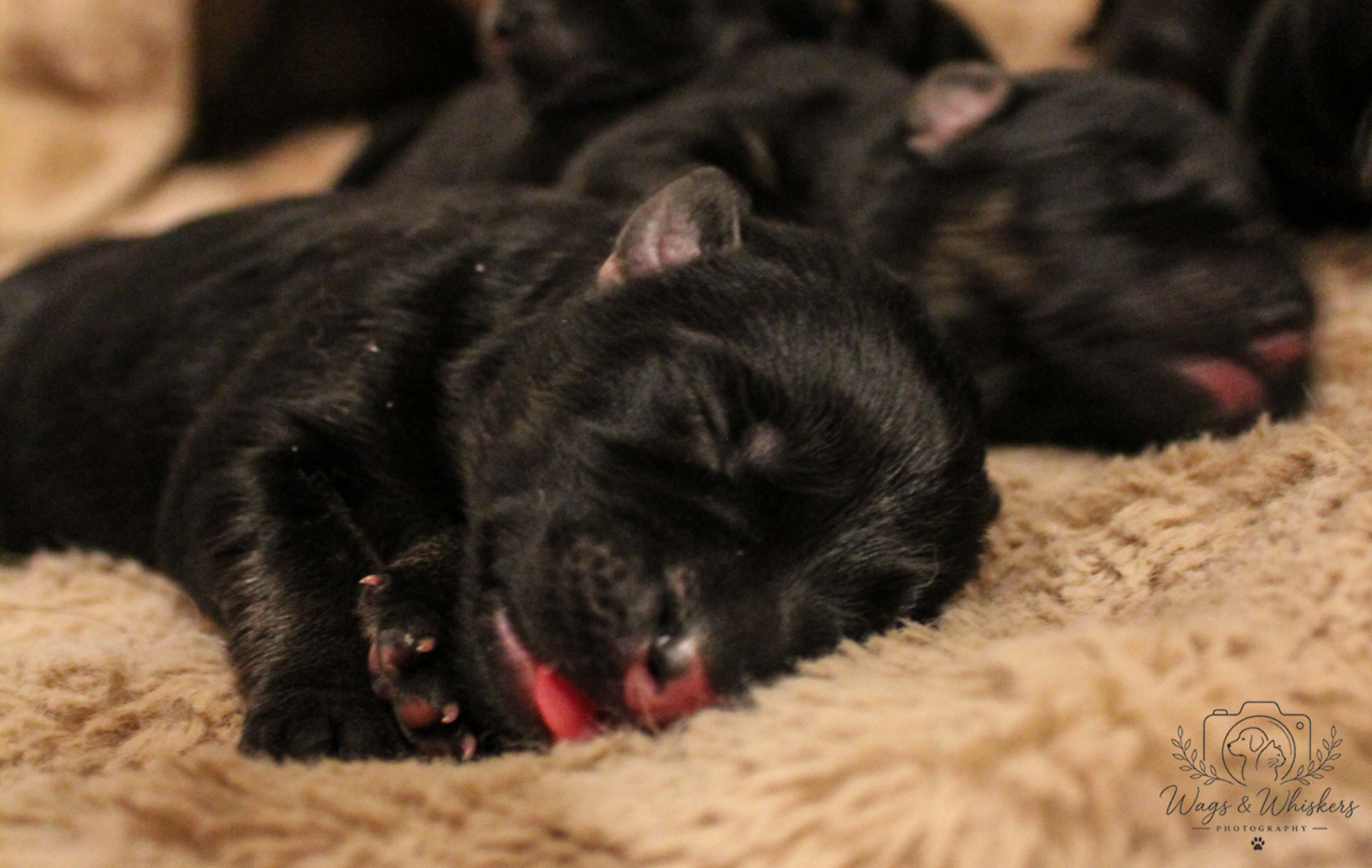 Litter photo