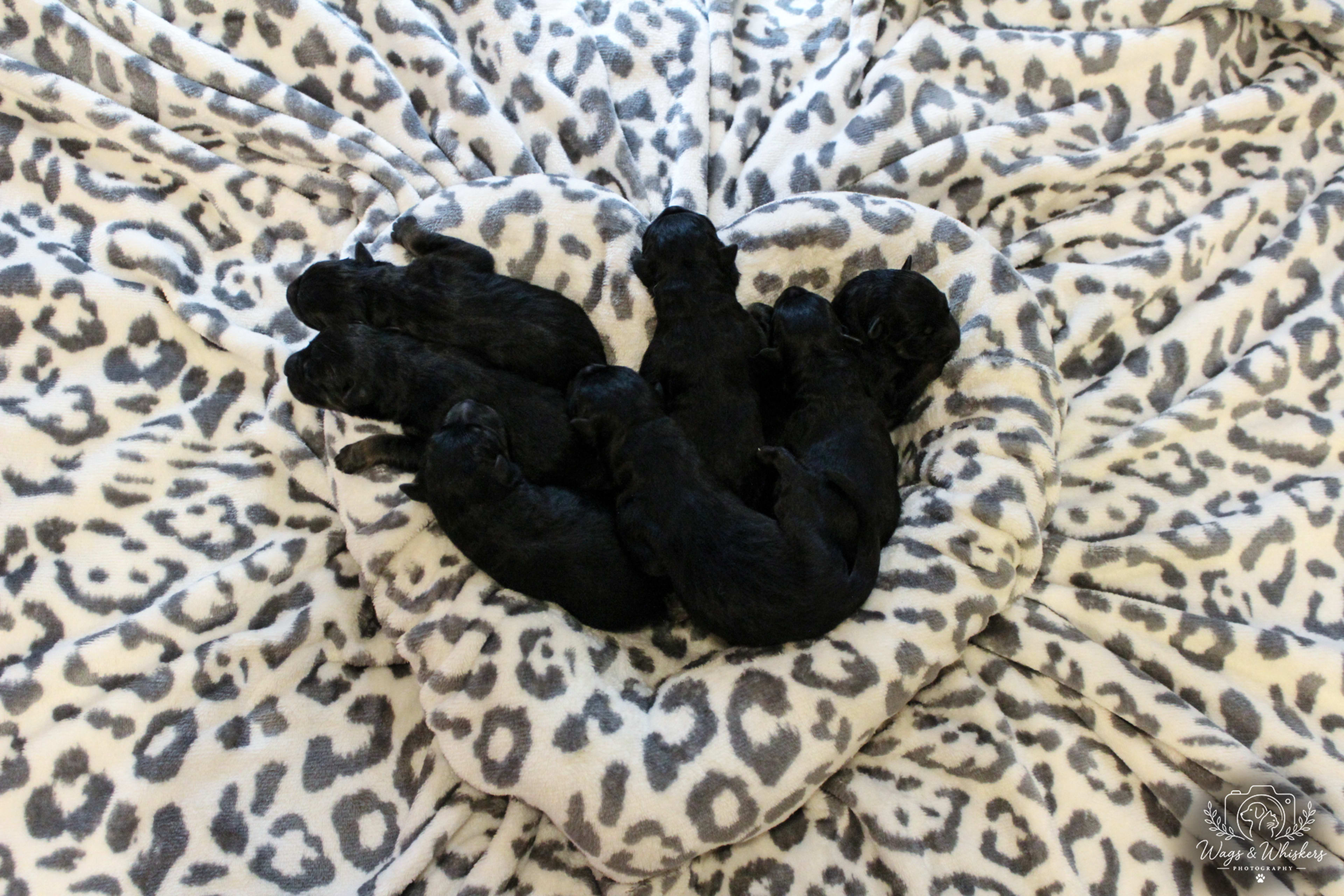 Litter photo