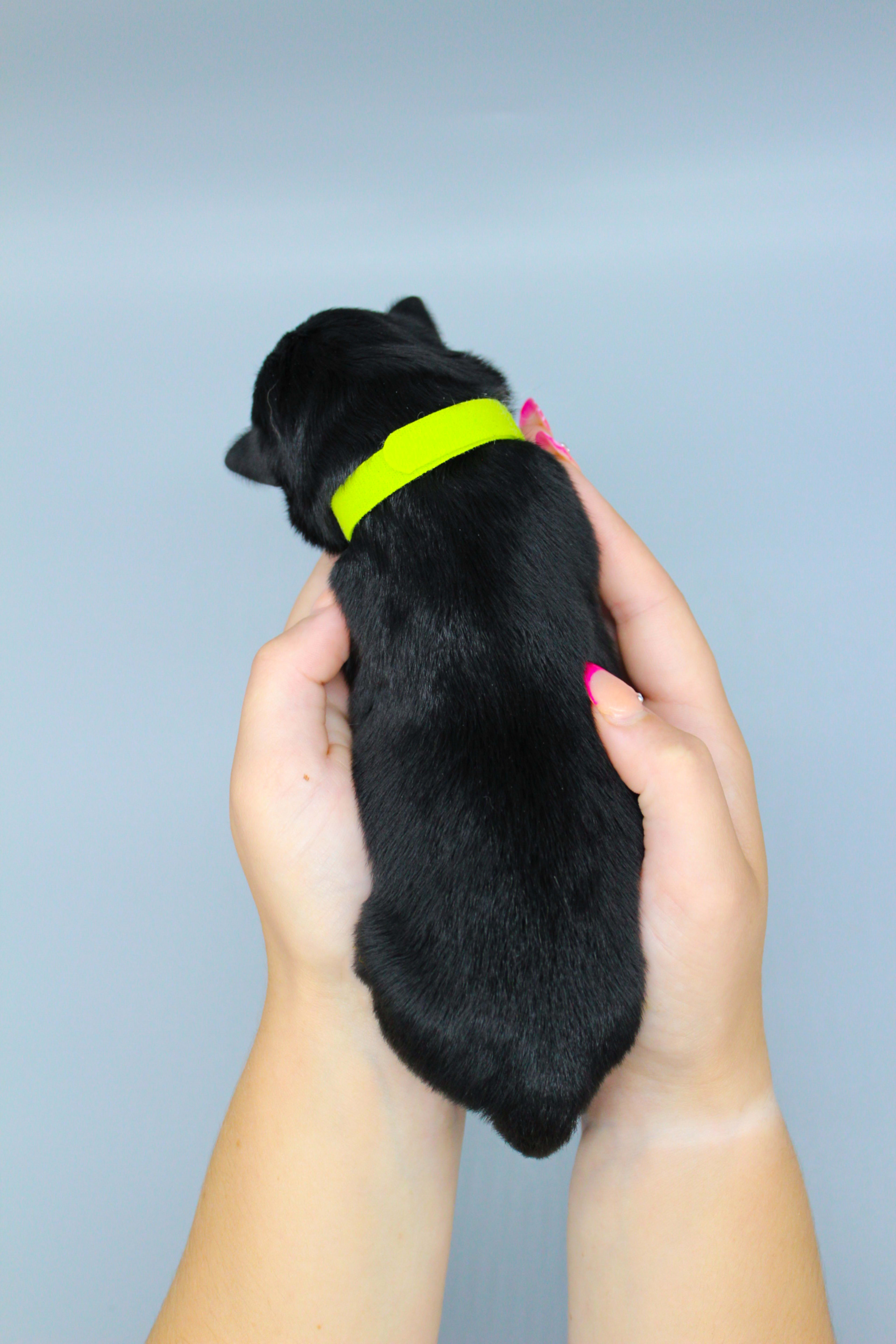 Green Collar