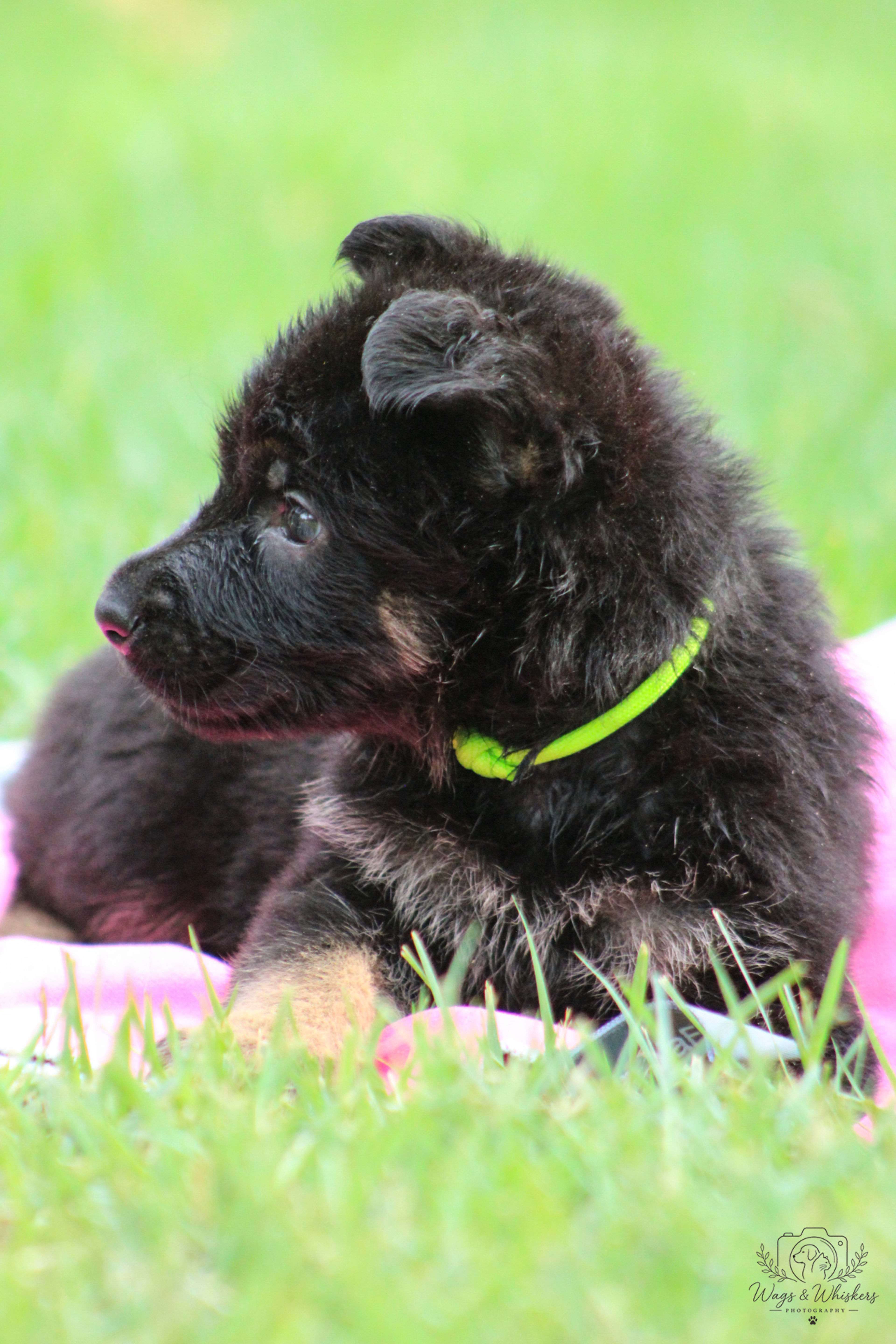 Green Collar