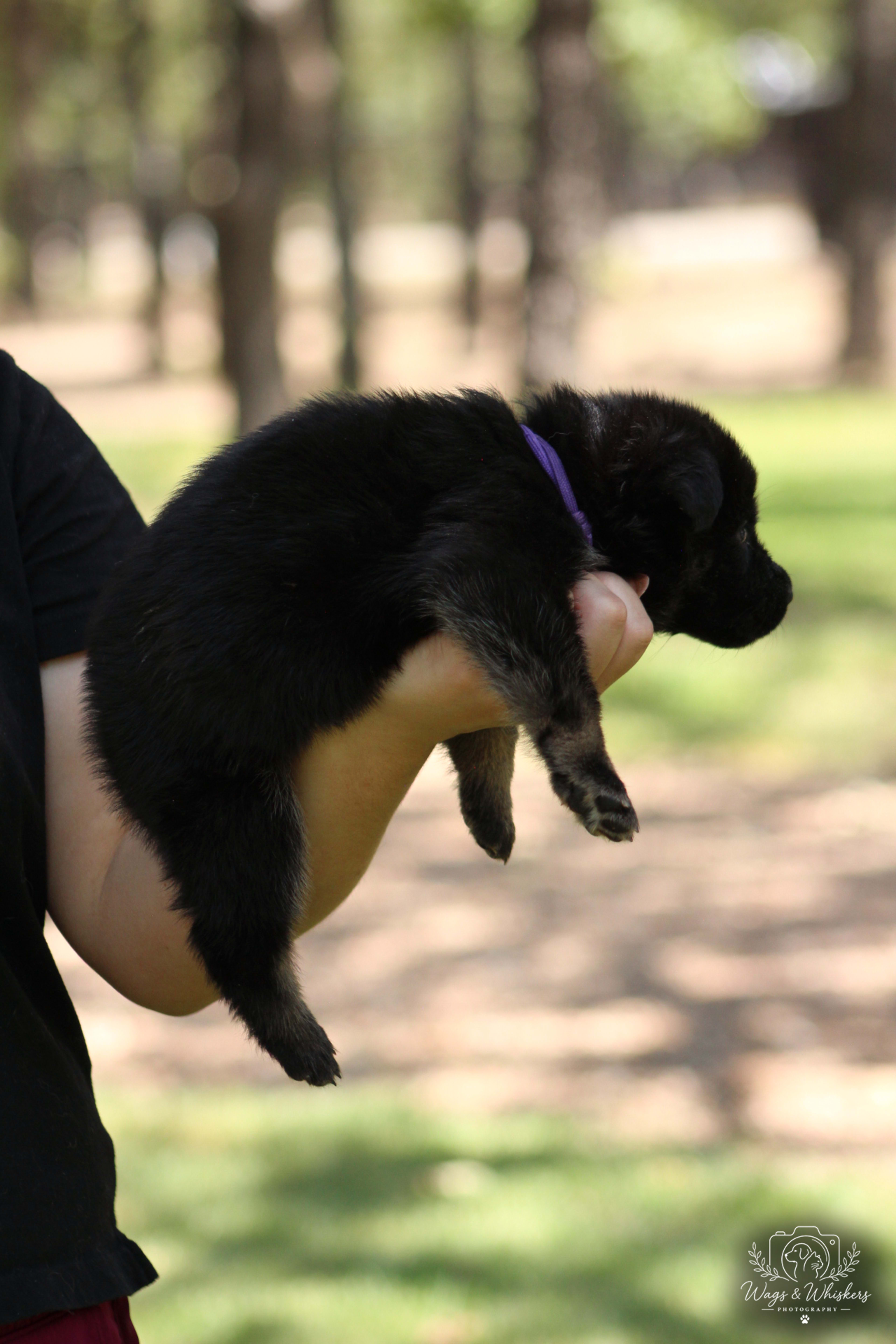 Purple Collar
