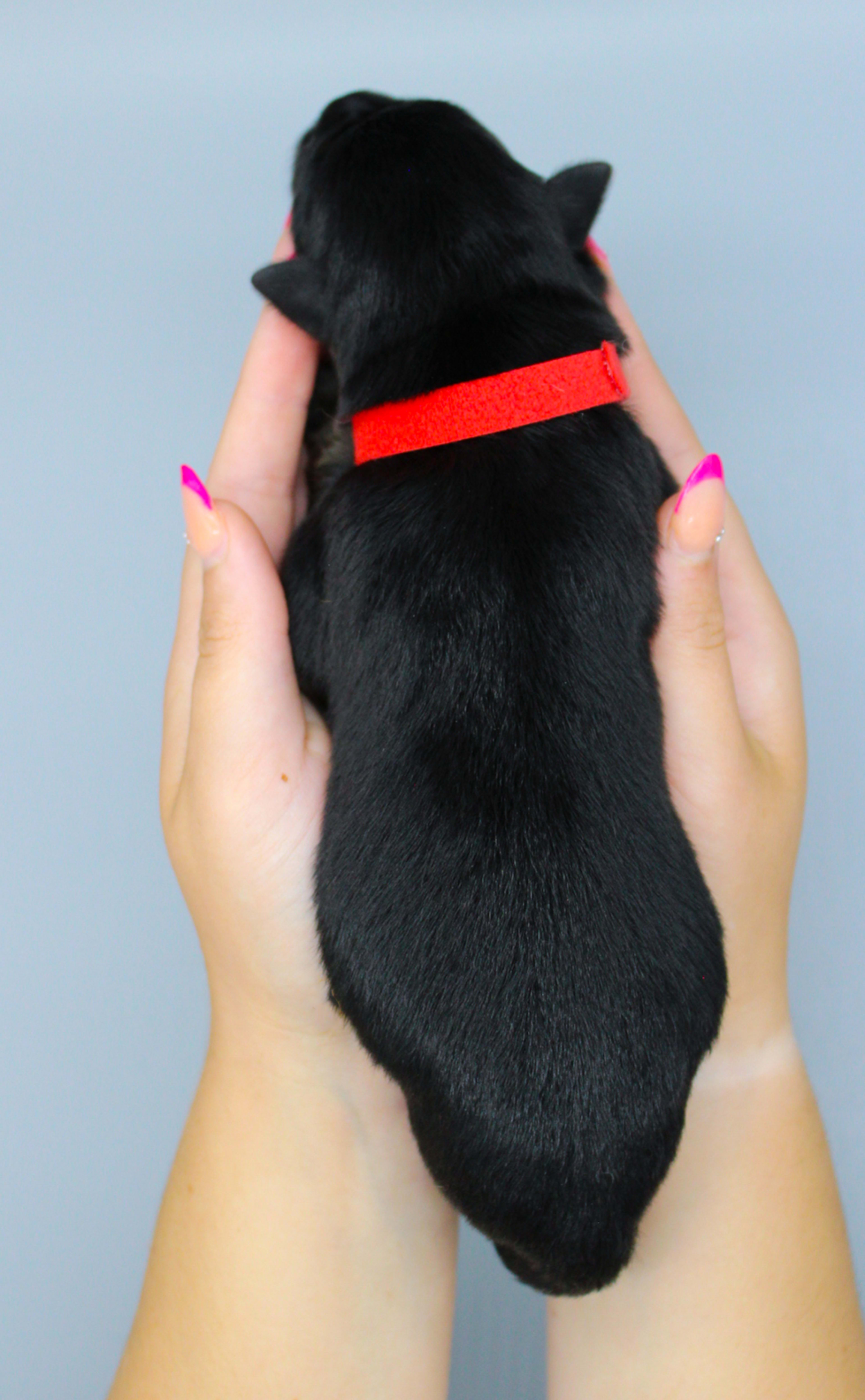 Red Collar