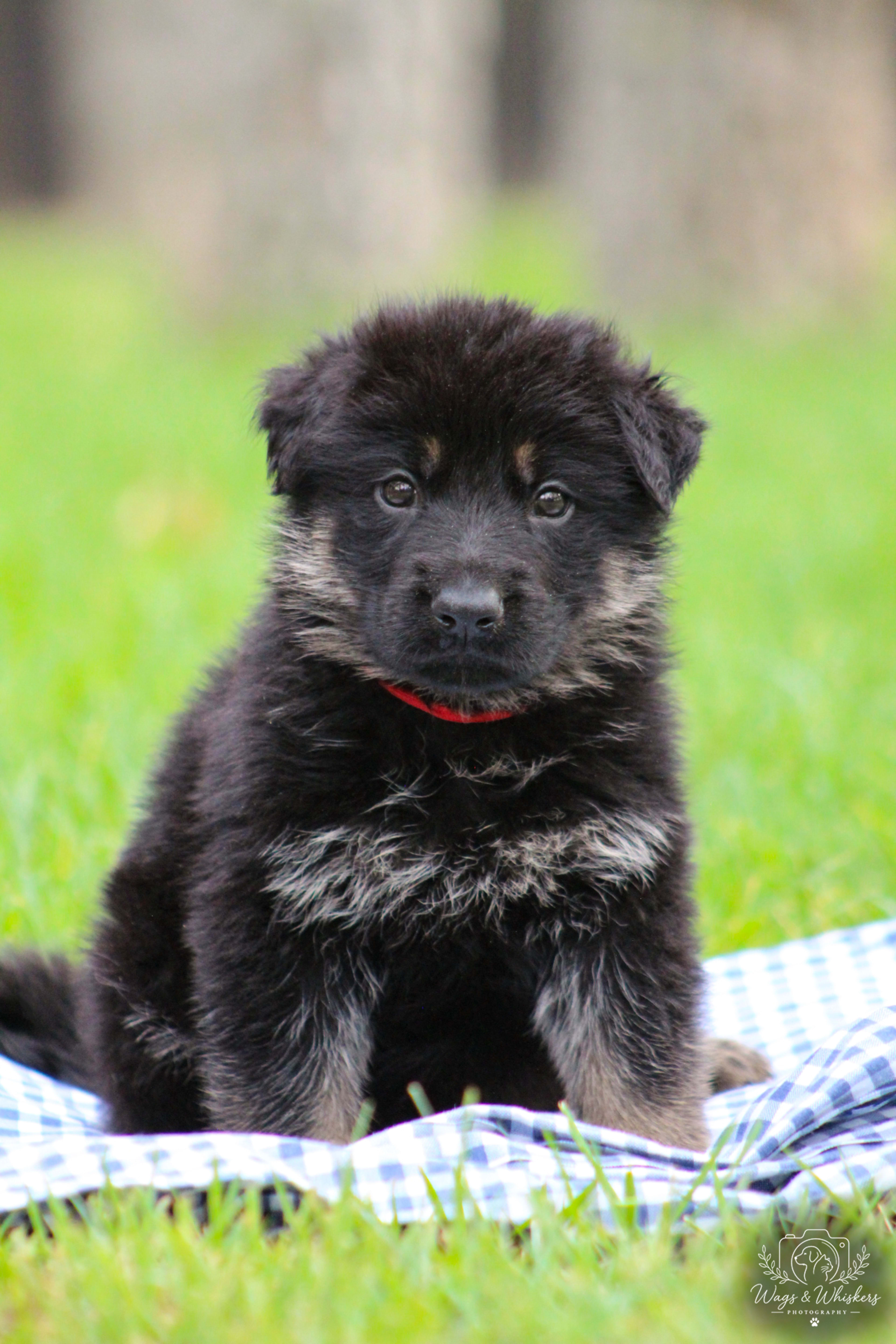 Red Collar