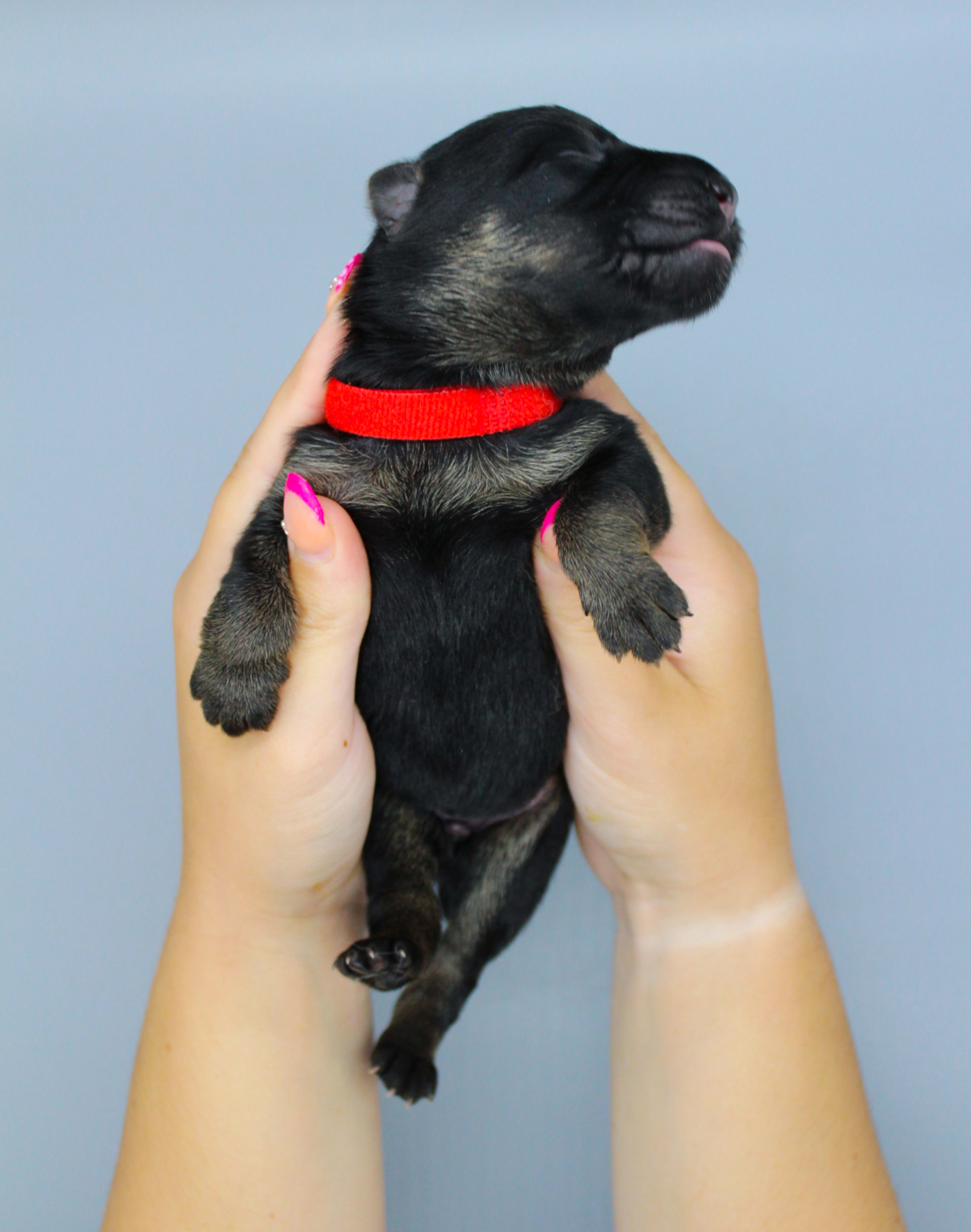 Red Collar