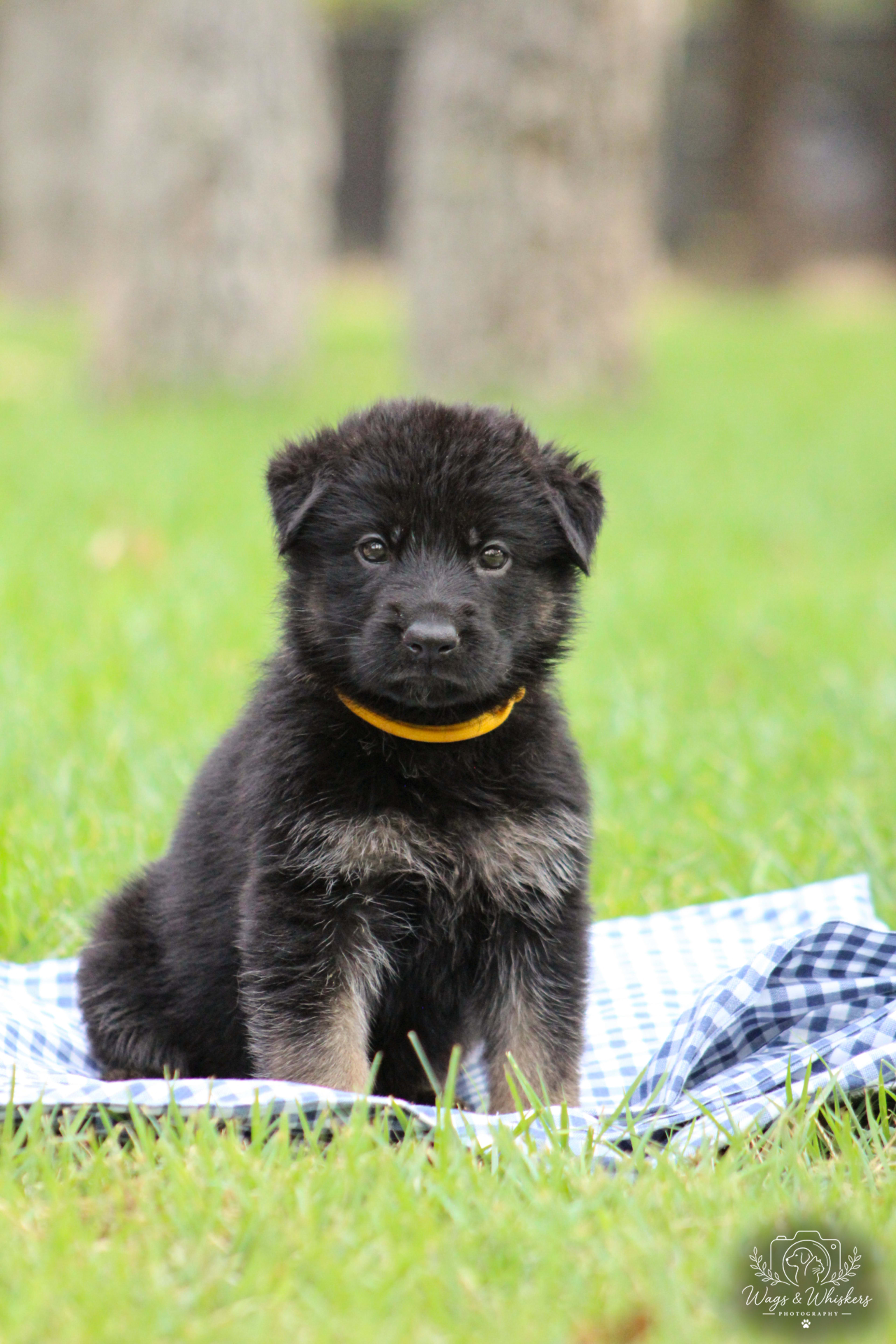Yellow Collar