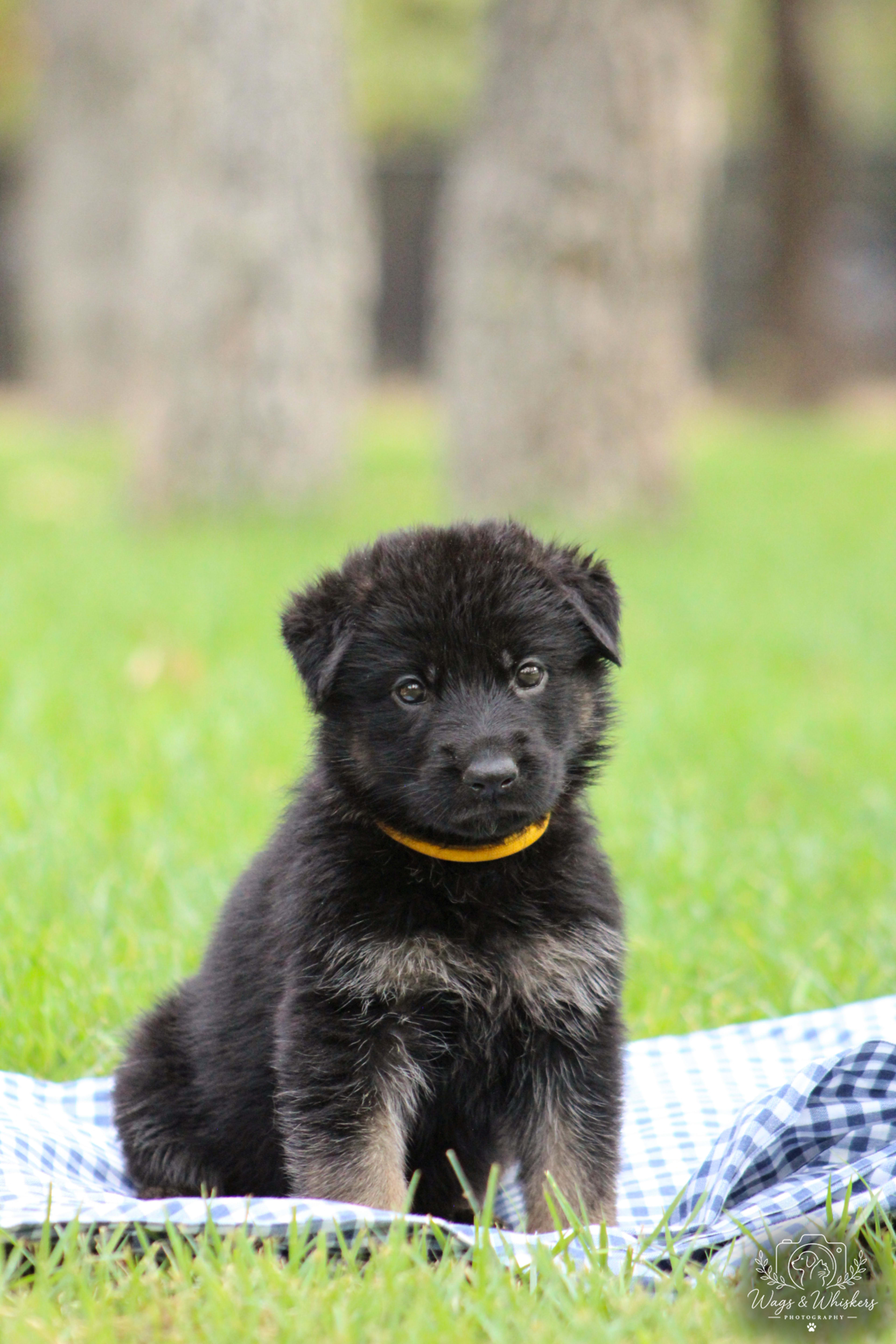 Yellow Collar