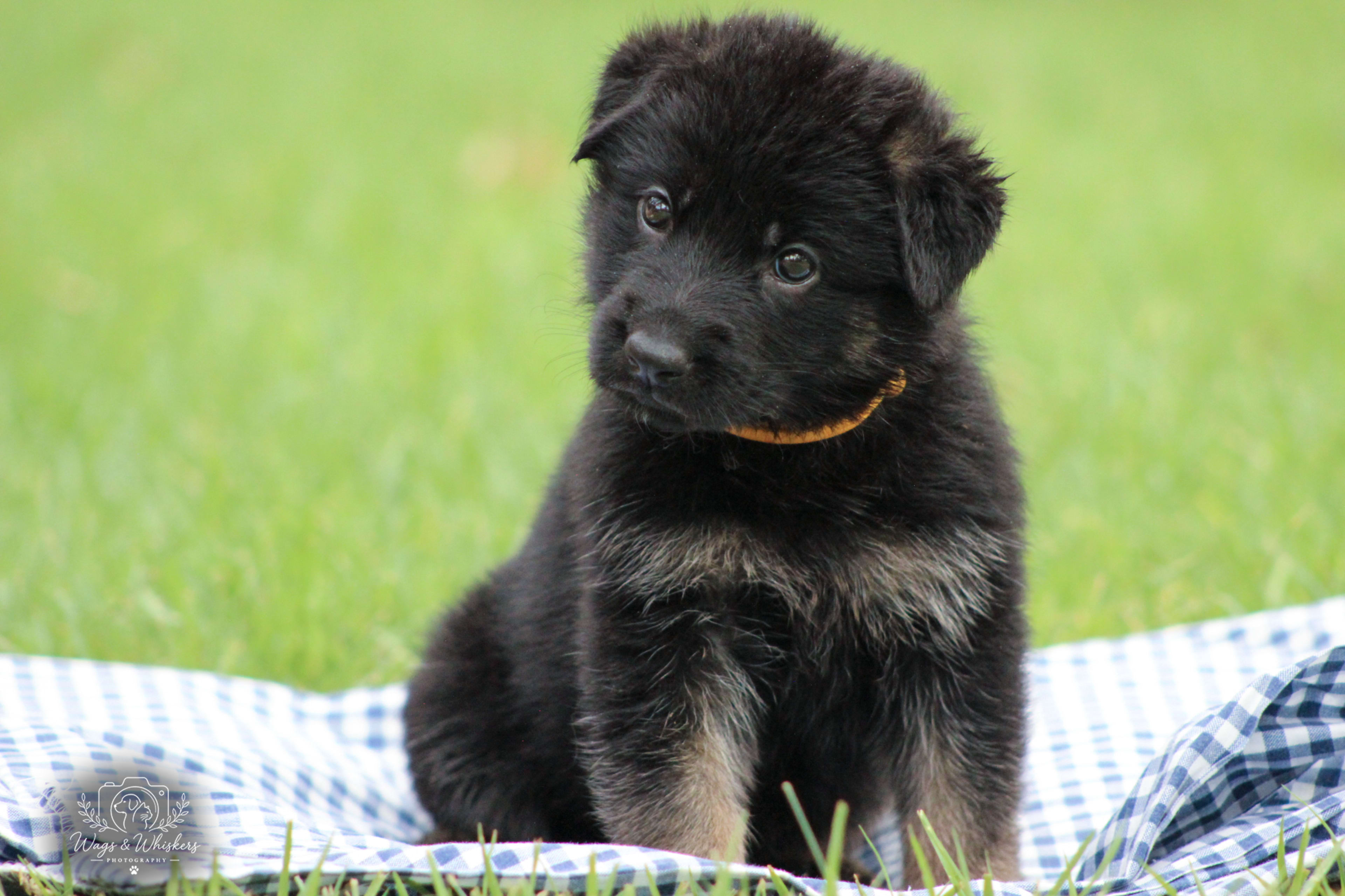 Yellow Collar