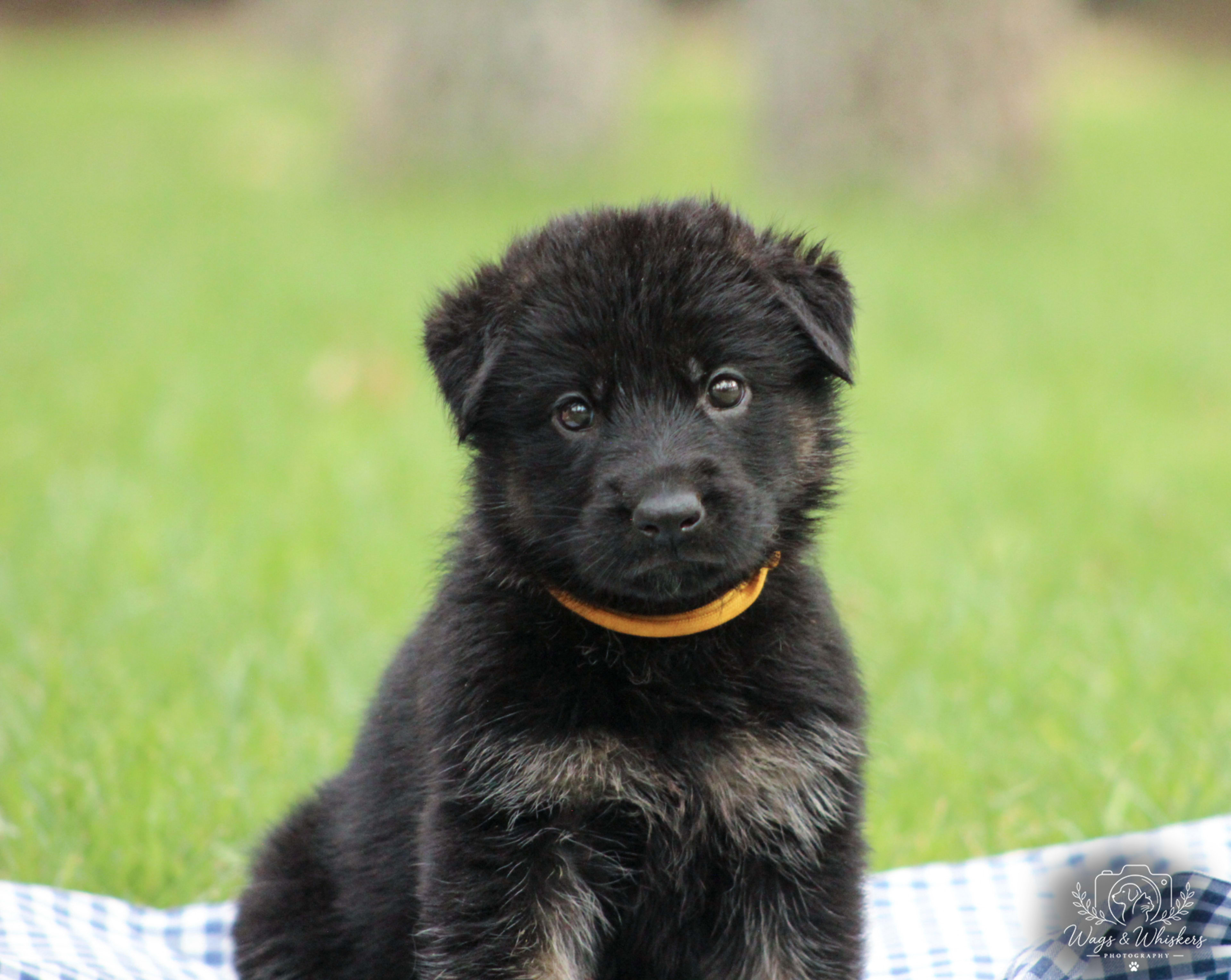 Yellow Collar