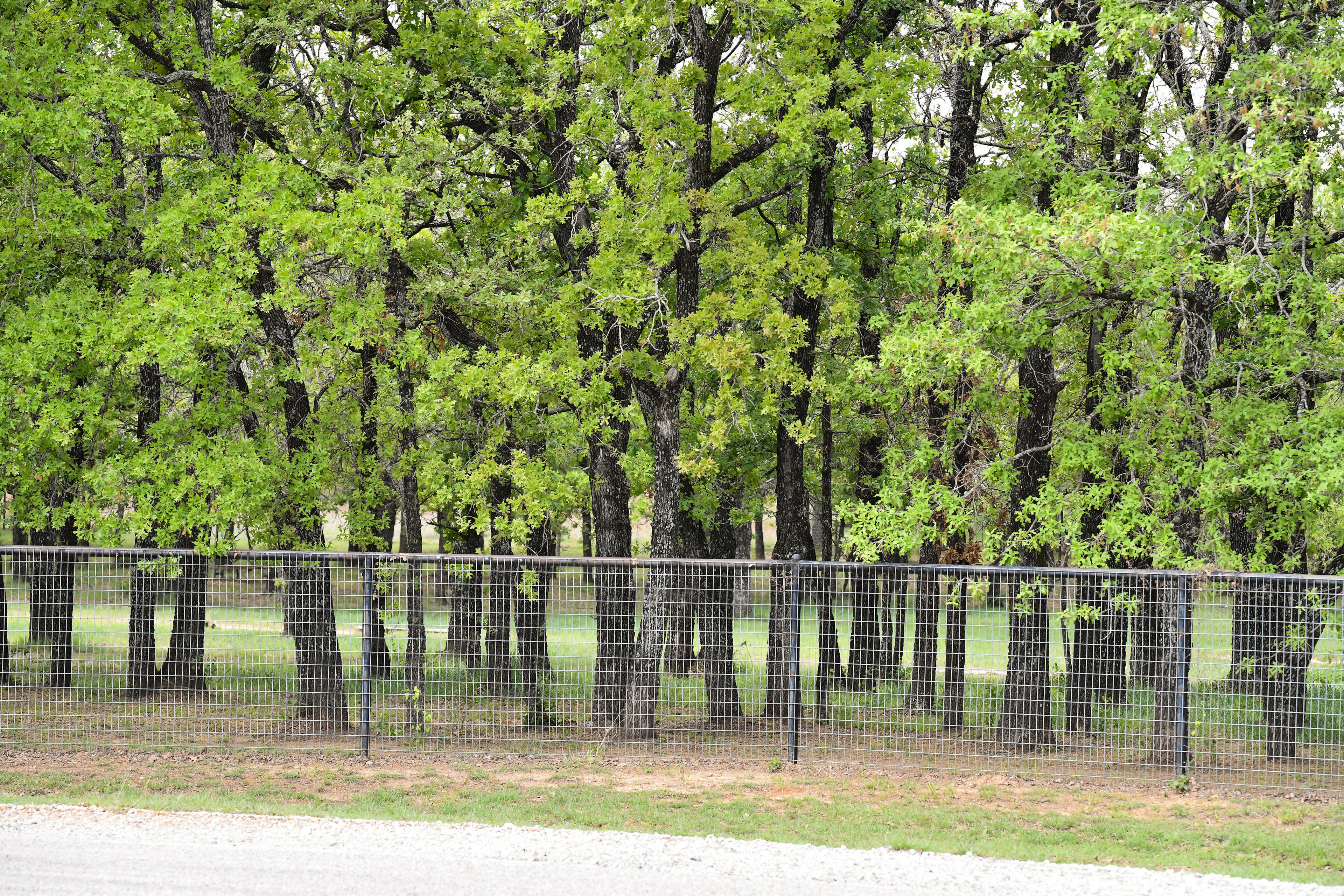 More of the six fenced acres