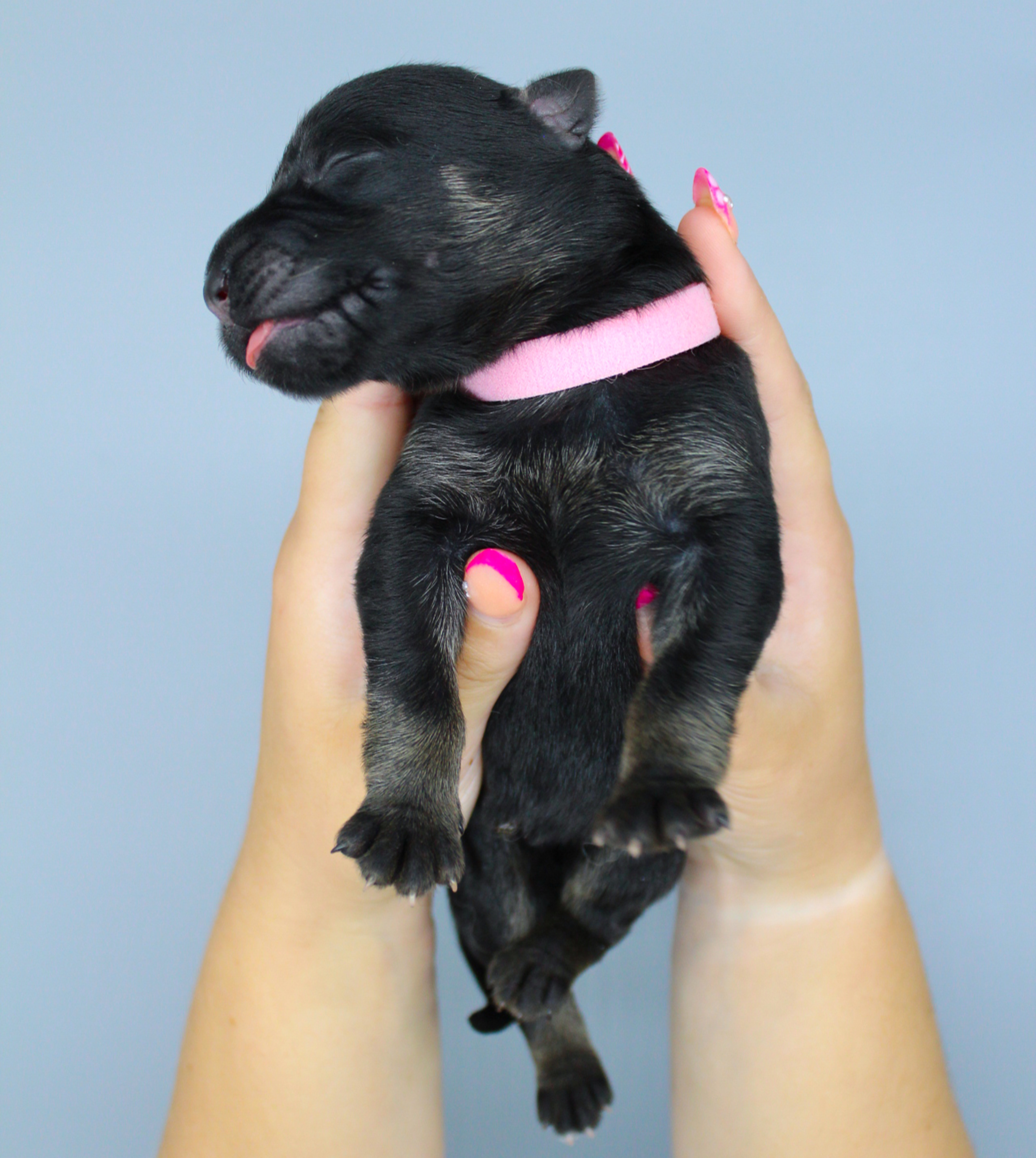 Pink Collar