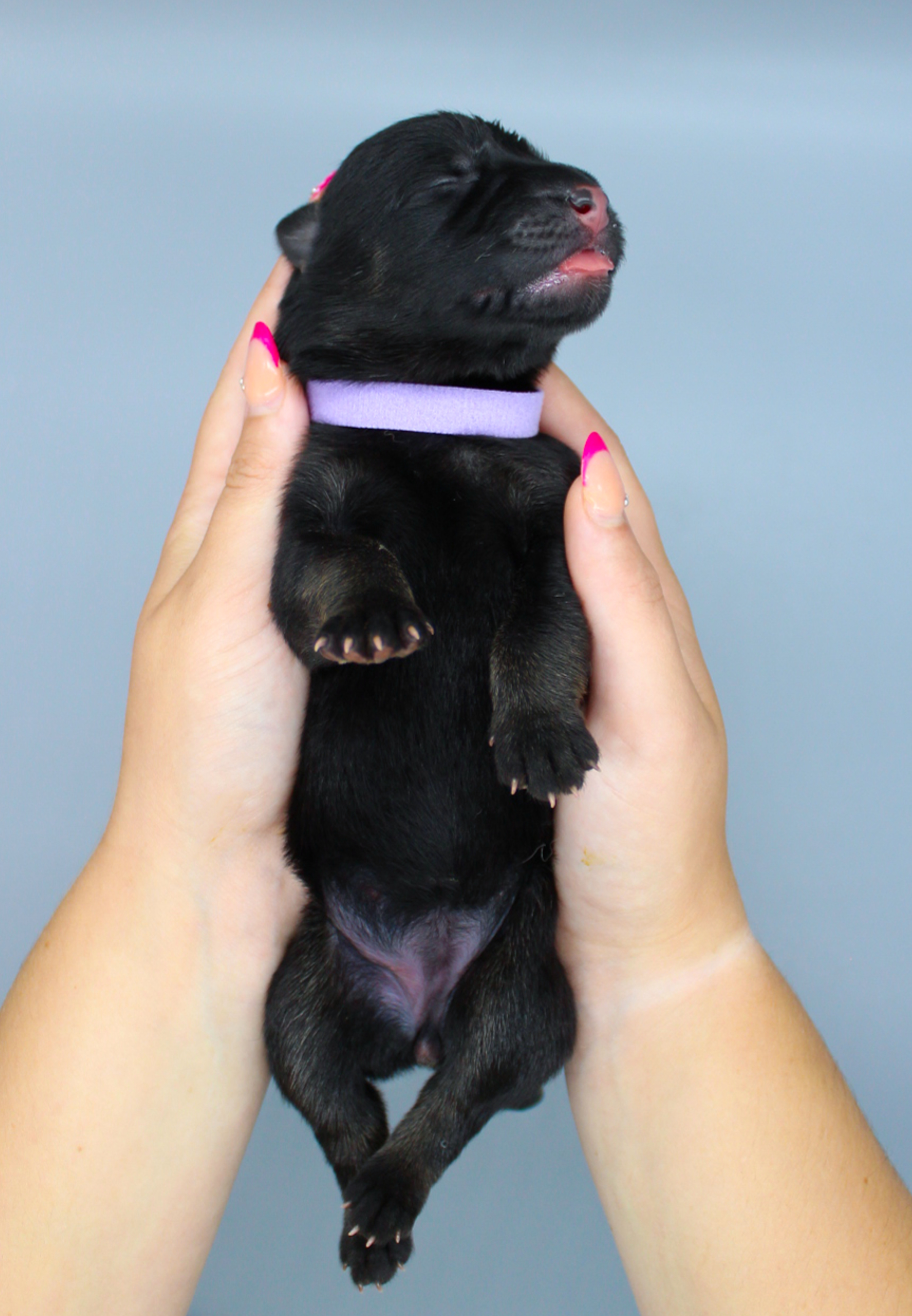 Purple Collar