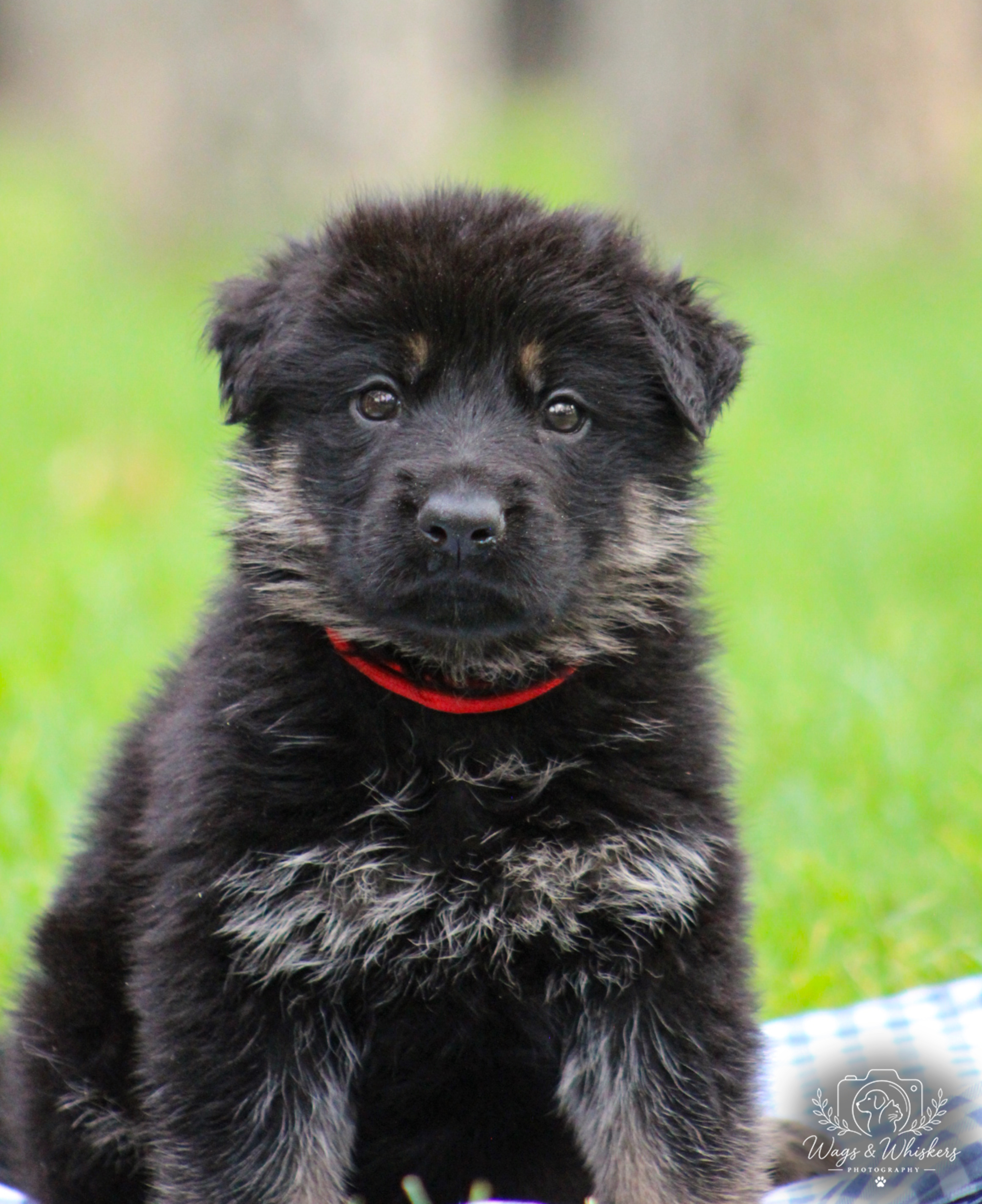 Red Collar
