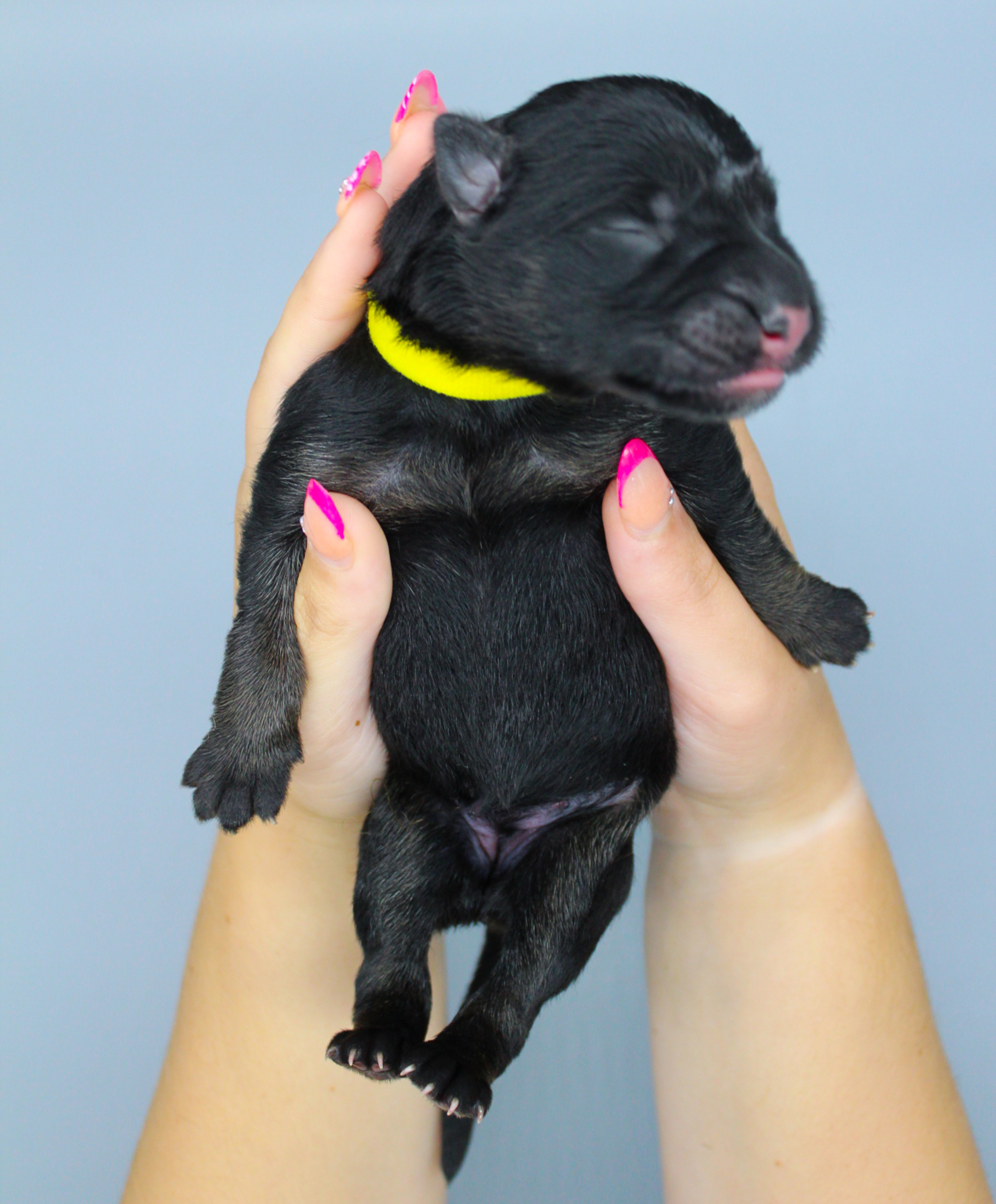 Yellow Collar
