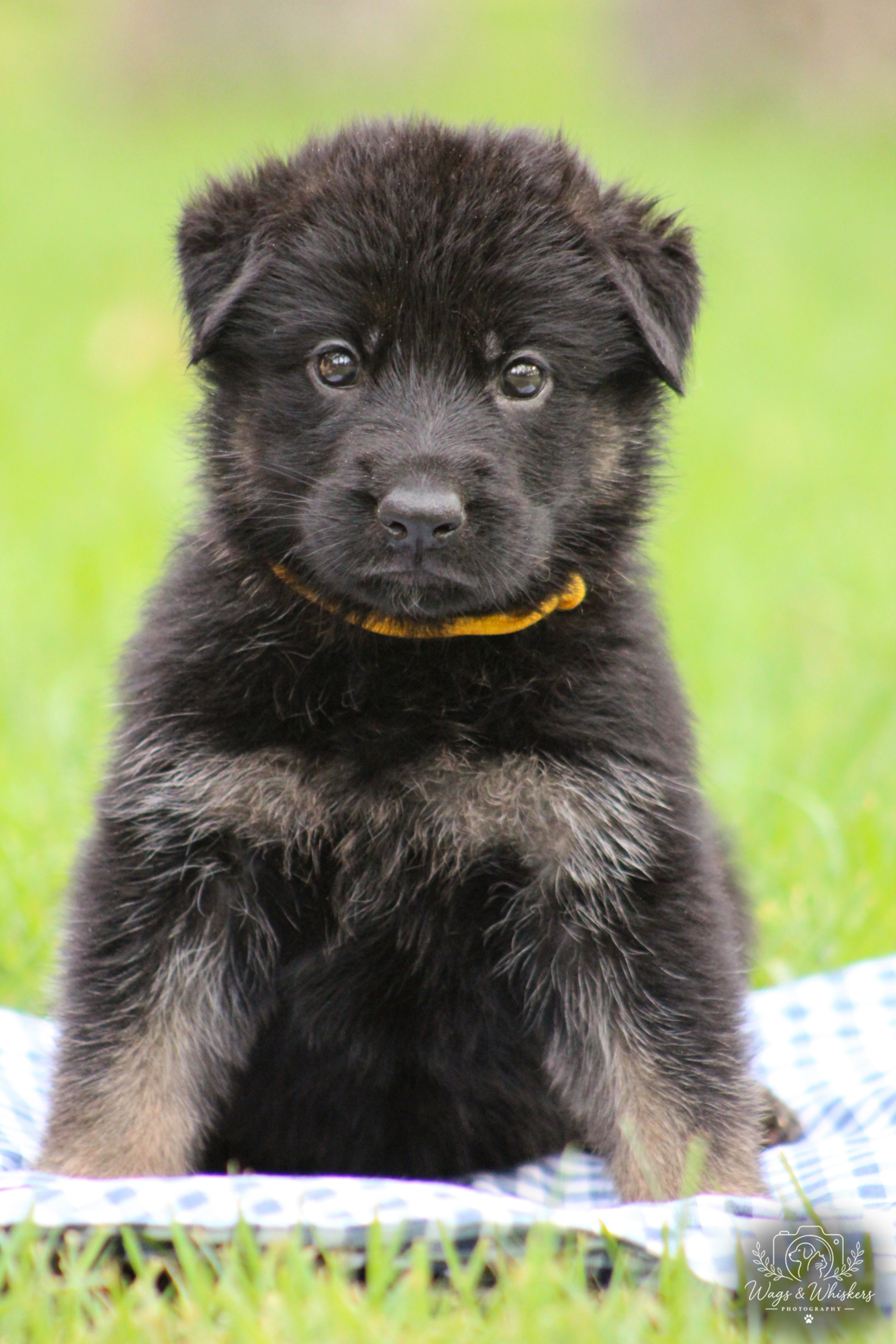 Yellow Collar