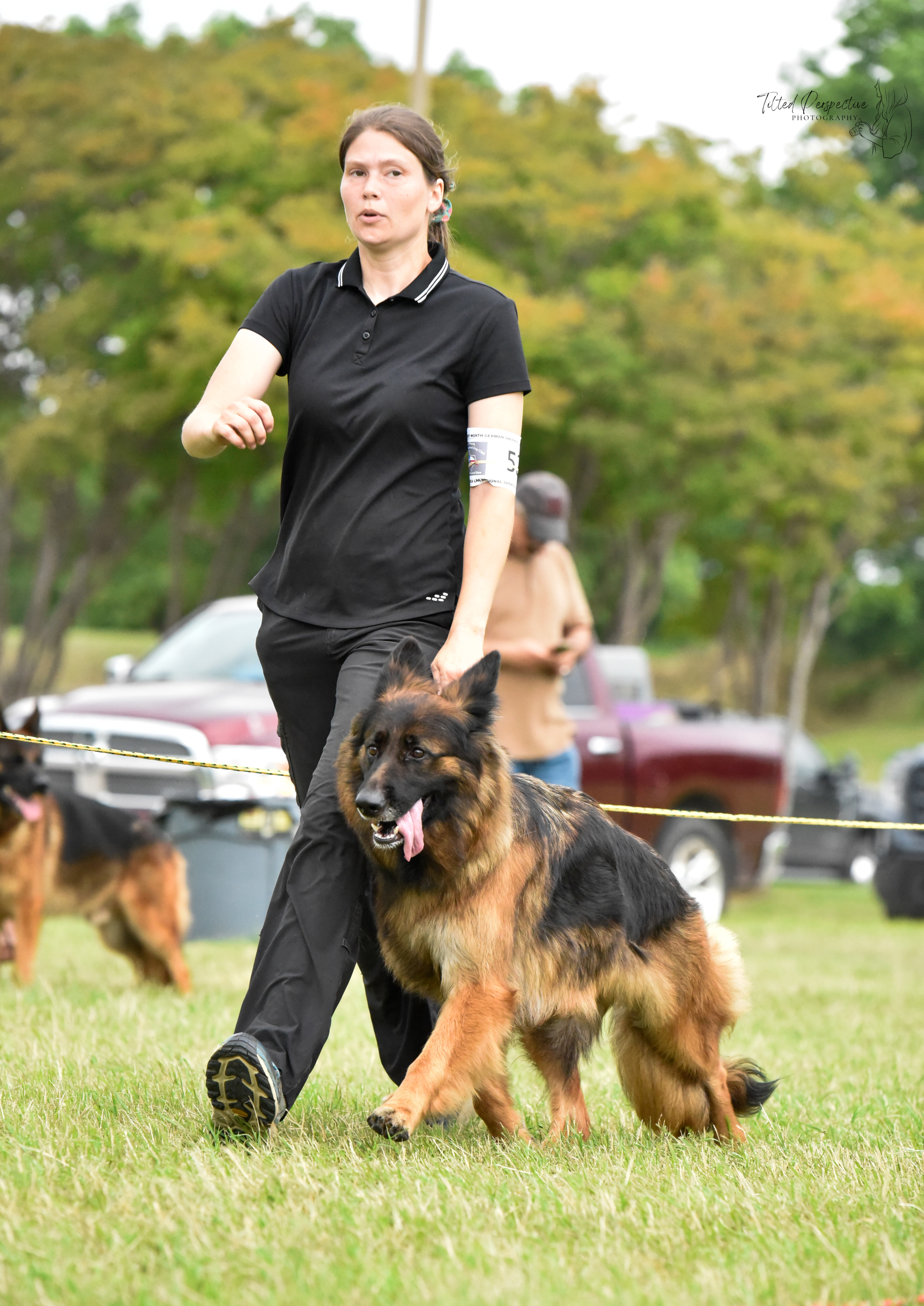 German Shepherd protection training