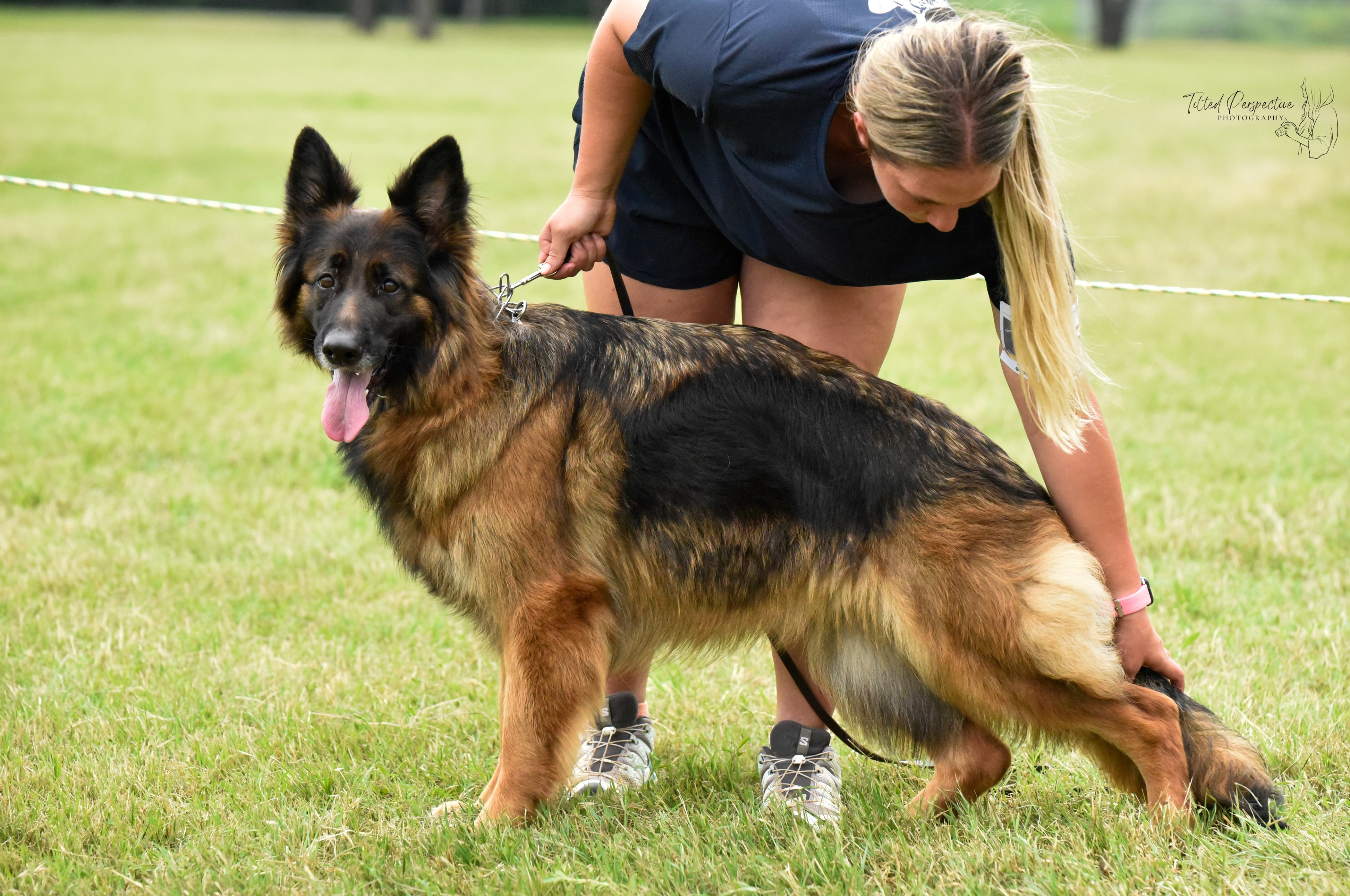 German Shepherd Schutzhund exercise