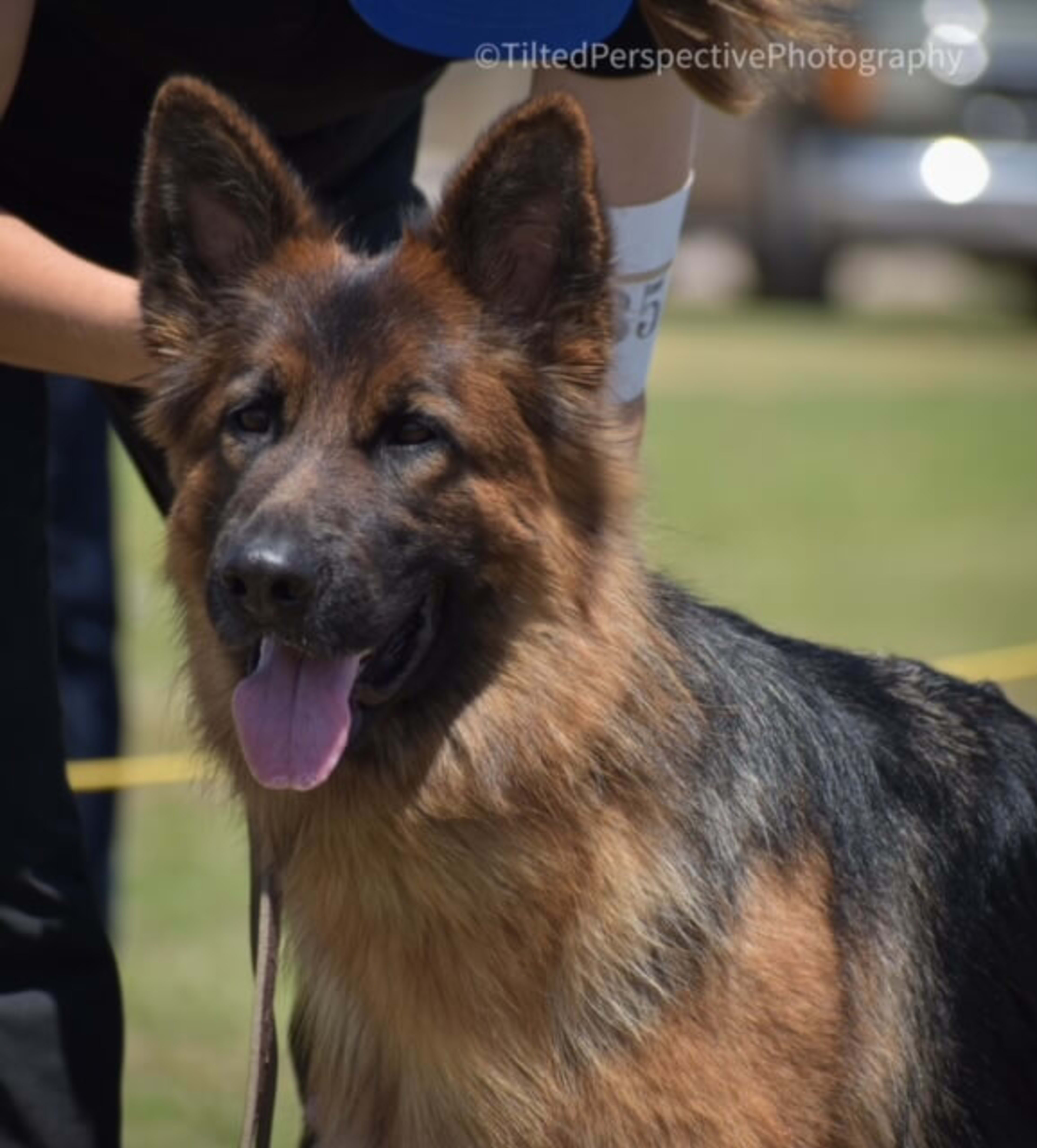 bali dire german shepherd image 1